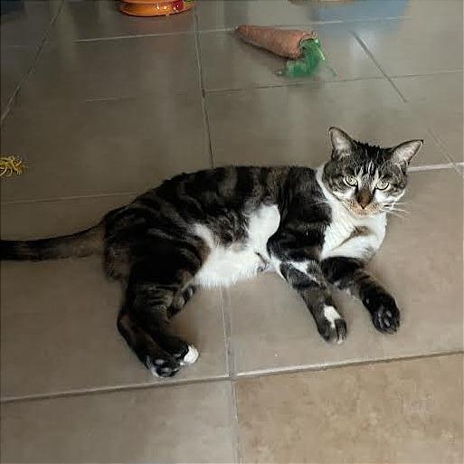 Gus, a Adoptable Domestic Short Hair in Prescott, AZ image 5/5