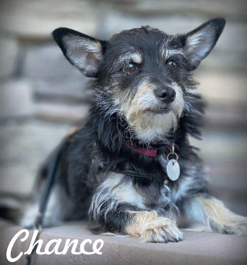 Chance, Adoptable, Puppy Male Schnauzer & Dachshund.