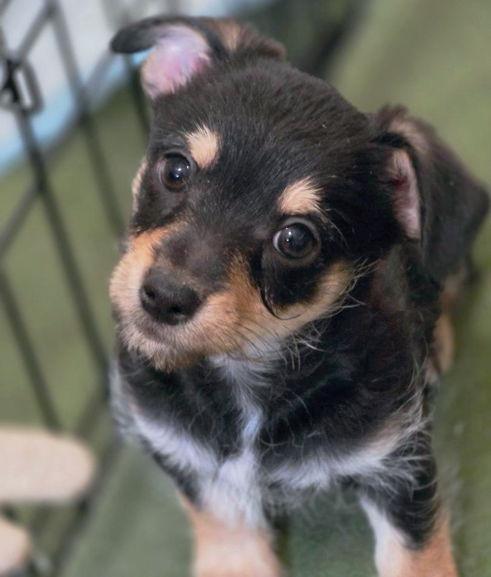 Enlarge Chance, a Adoptable mixed breed in Anaheim Hills, CA image 1/3