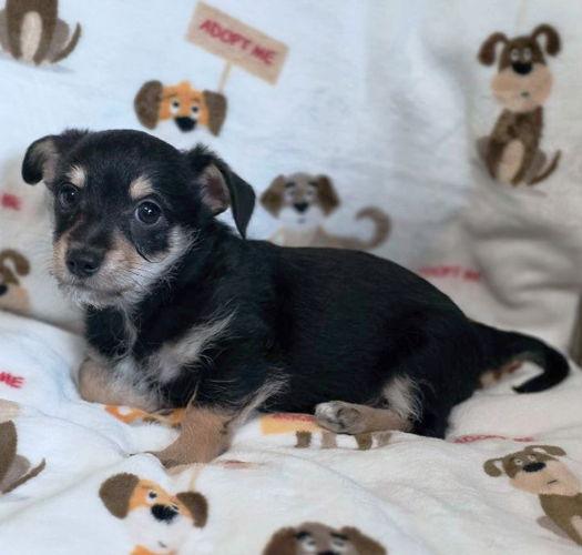 Enlarge Chance, a Adoptable mixed breed in Anaheim Hills, CA image 2/3