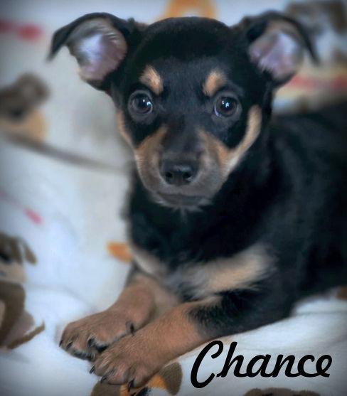 Enlarge Chance, a Adoptable mixed breed in Anaheim Hills, CA image 3/3