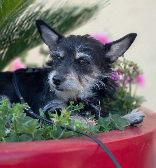 Enlarge Chance, a Adoptable mixed breed in Anaheim Hills, CA image 2/3