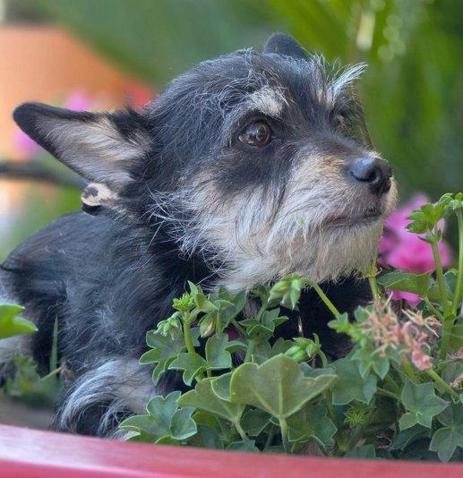 Enlarge Chance, a Adoptable mixed breed in Anaheim Hills, CA image 3/3