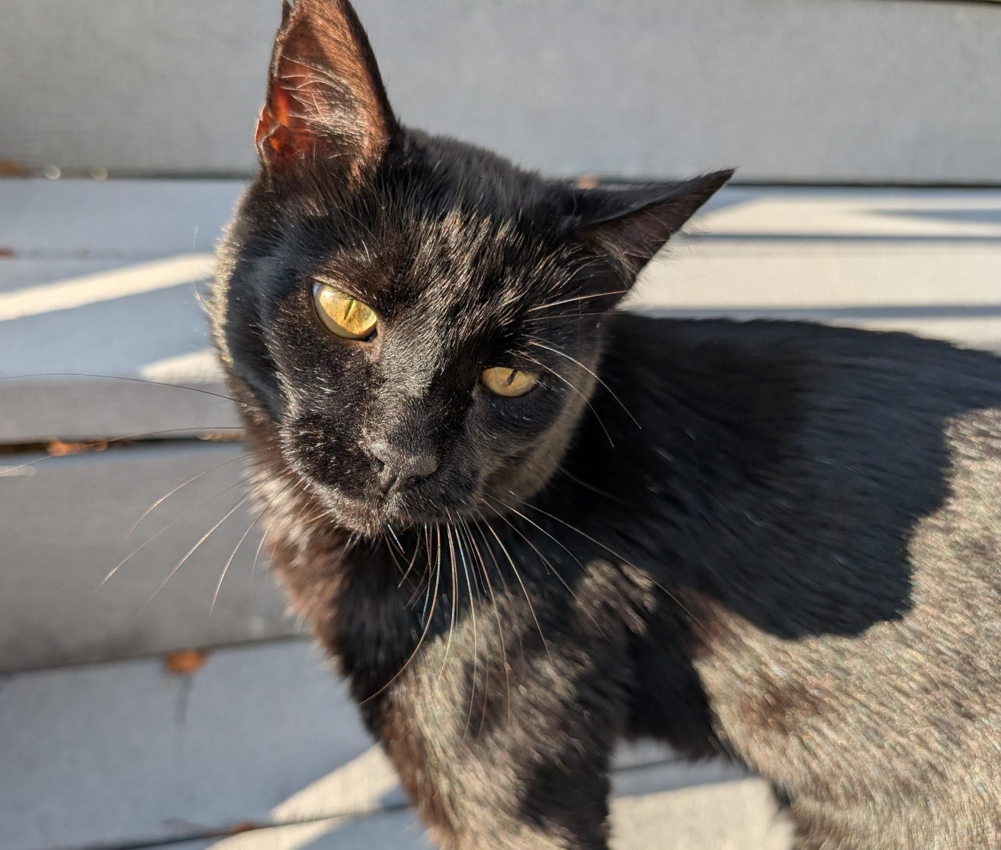 Worm, Adoptable, Adult Male Domestic Short Hair.