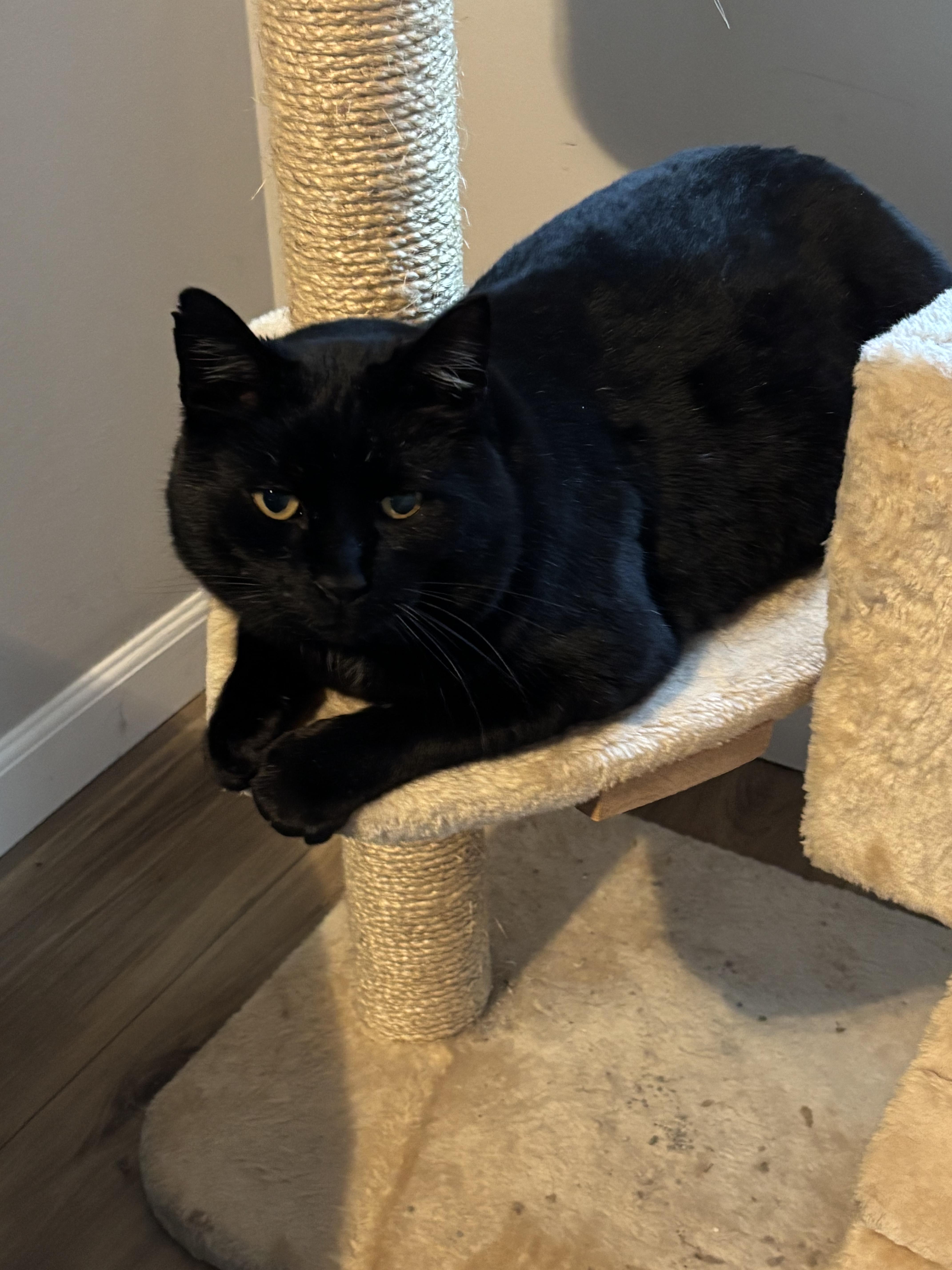 Enlarge Bear, an adopted mixed breed in Stewartsville,, NJ image 2/6