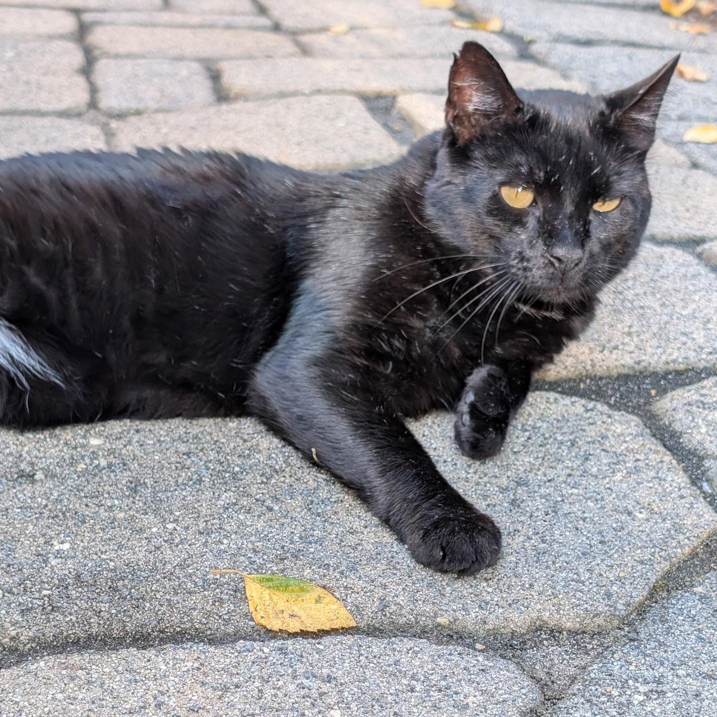 Enlarge Worm, a Adoptable mixed breed in Stewartsville,, NJ image 2/3