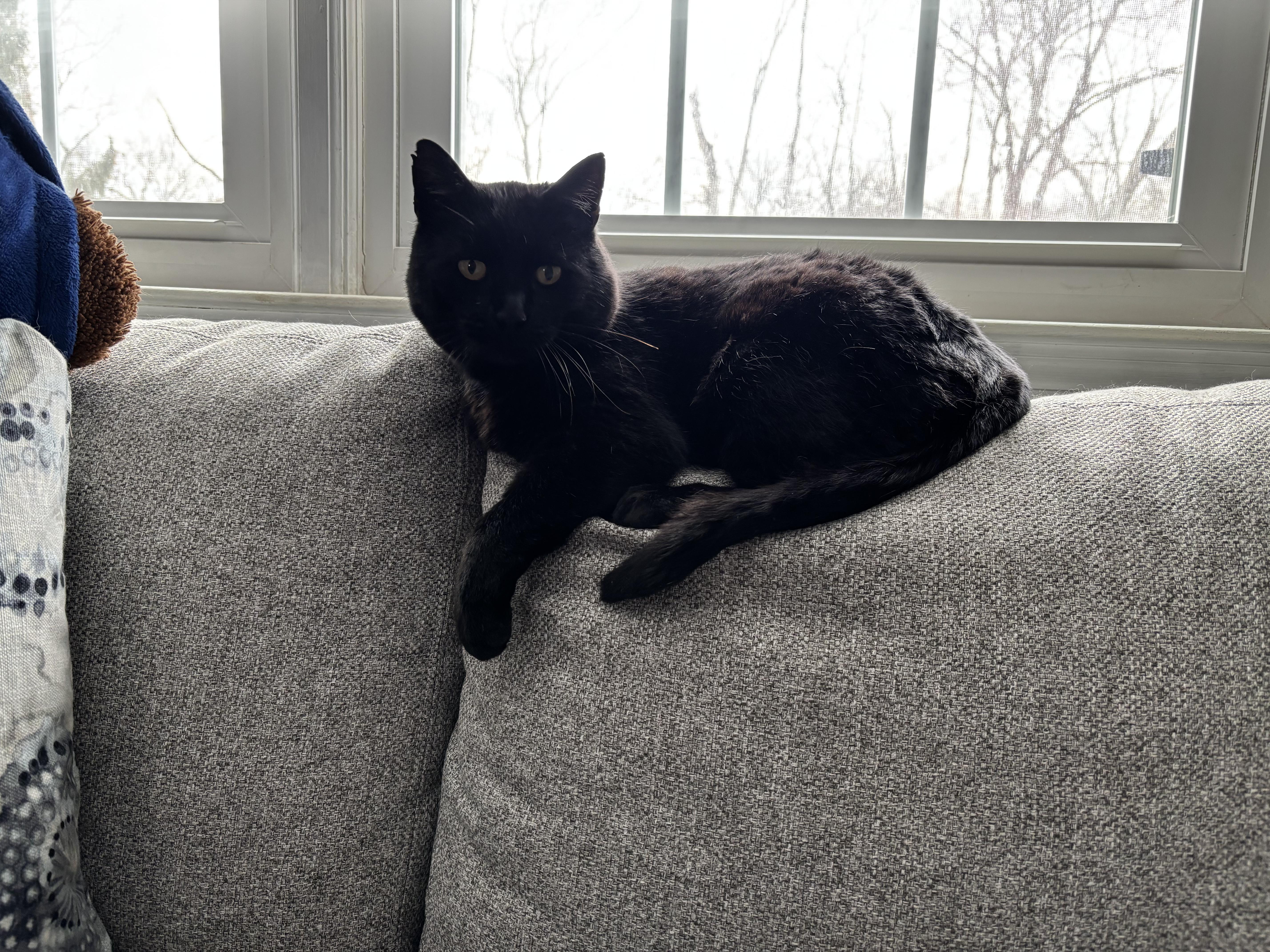 Enlarge Bear, an adopted mixed breed in Stewartsville,, NJ image 3/6