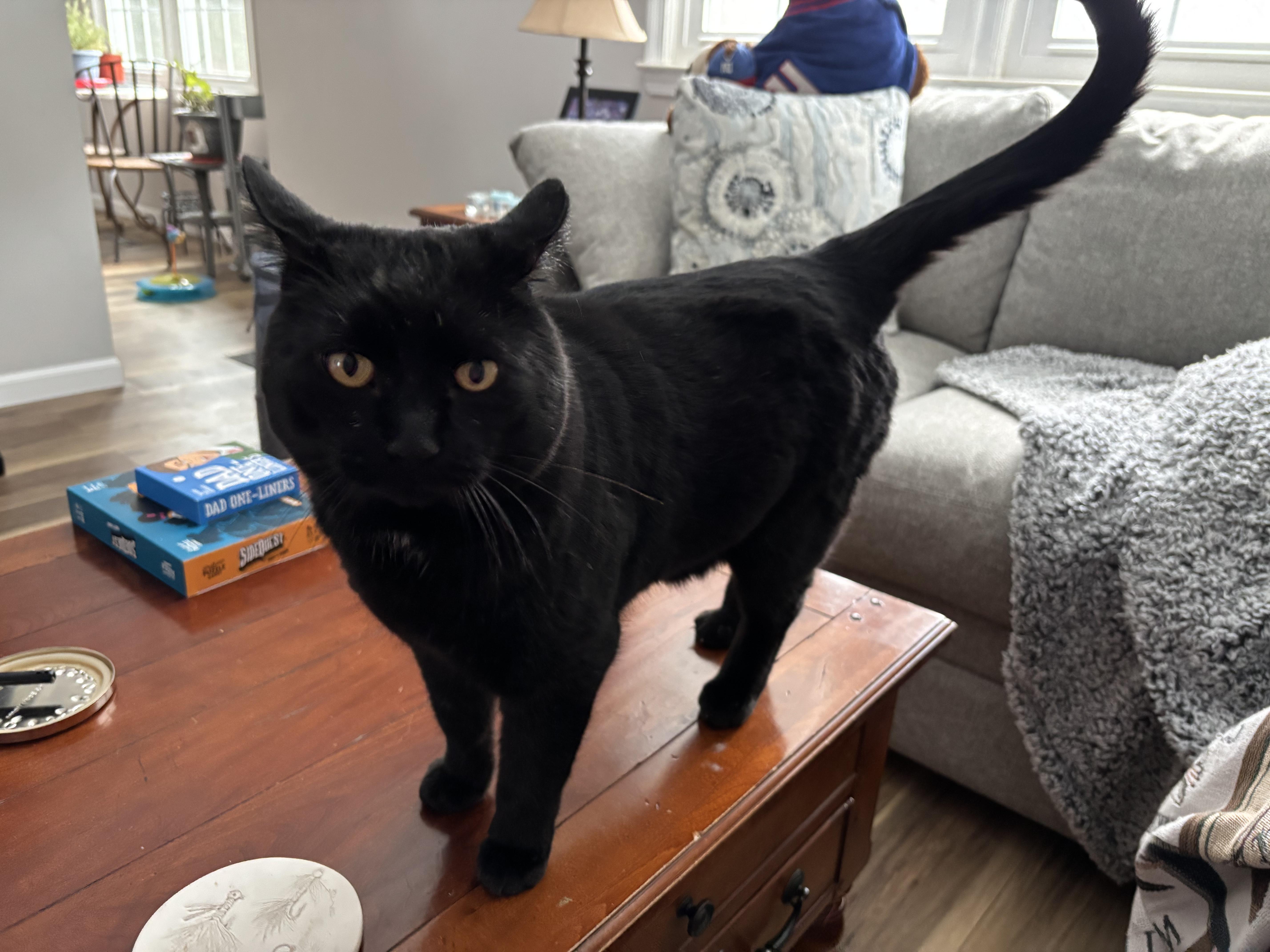 Enlarge Bear, an adopted mixed breed in Stewartsville,, NJ image 1/6