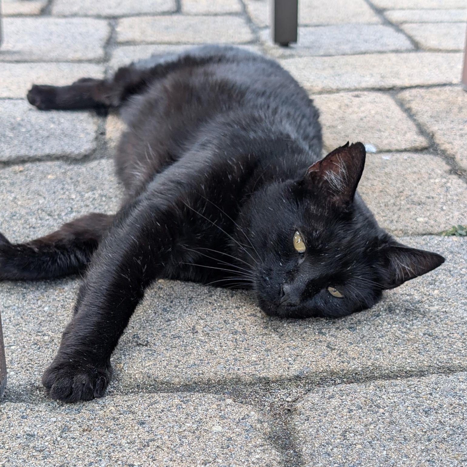 Enlarge Worm, a Adoptable mixed breed in Stewartsville,, NJ image 3/3