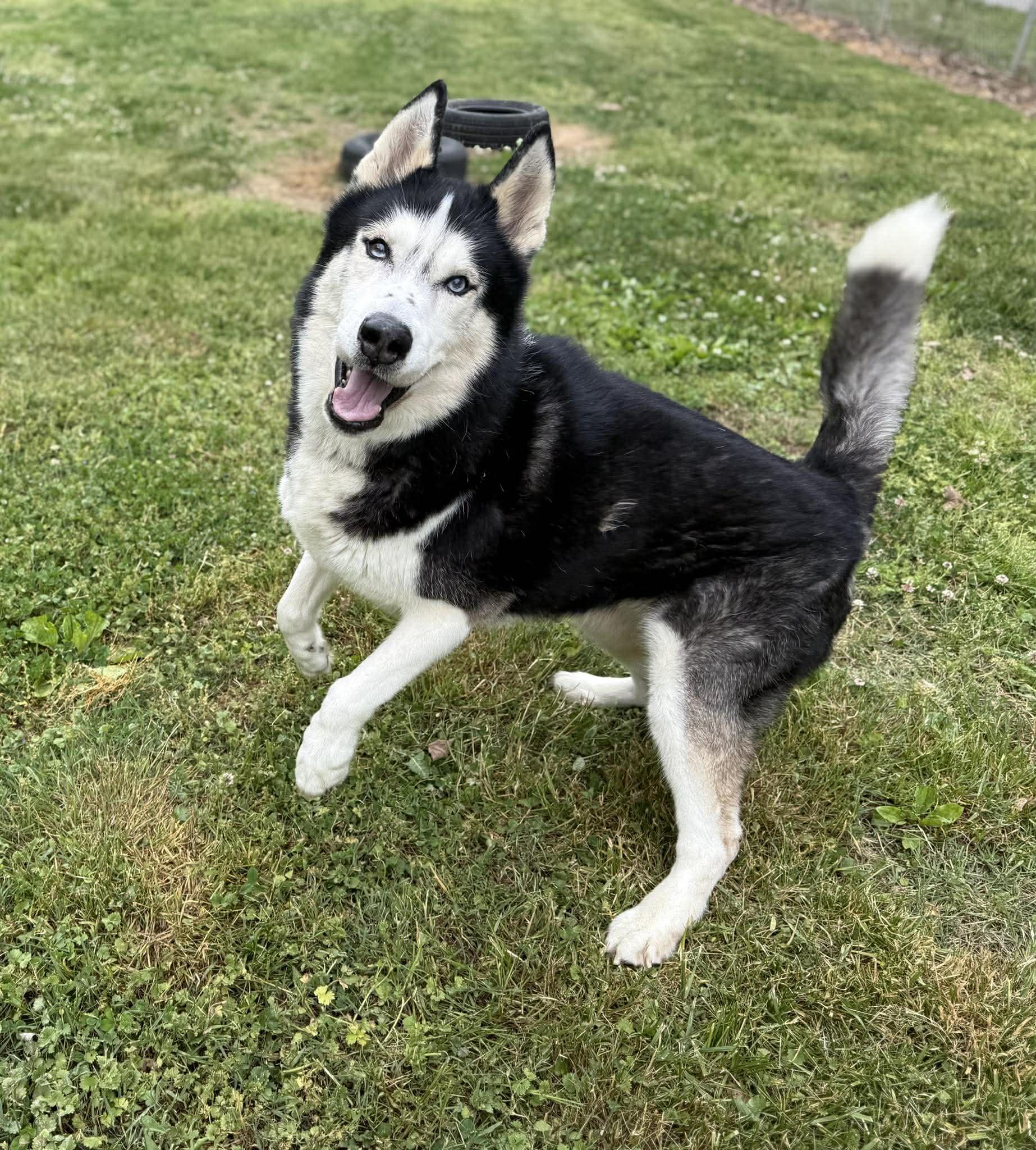 Enlarge Brunoo, a ADOPTABLE Husky in Leitchfield, KY image 1/6