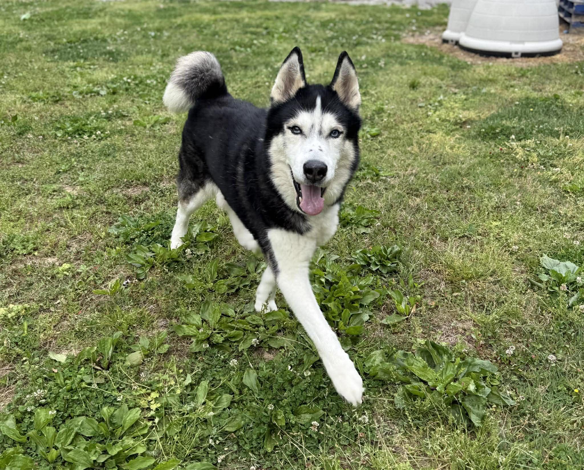 Enlarge Brunoo, a ADOPTABLE Husky in Leitchfield, KY image 4/6