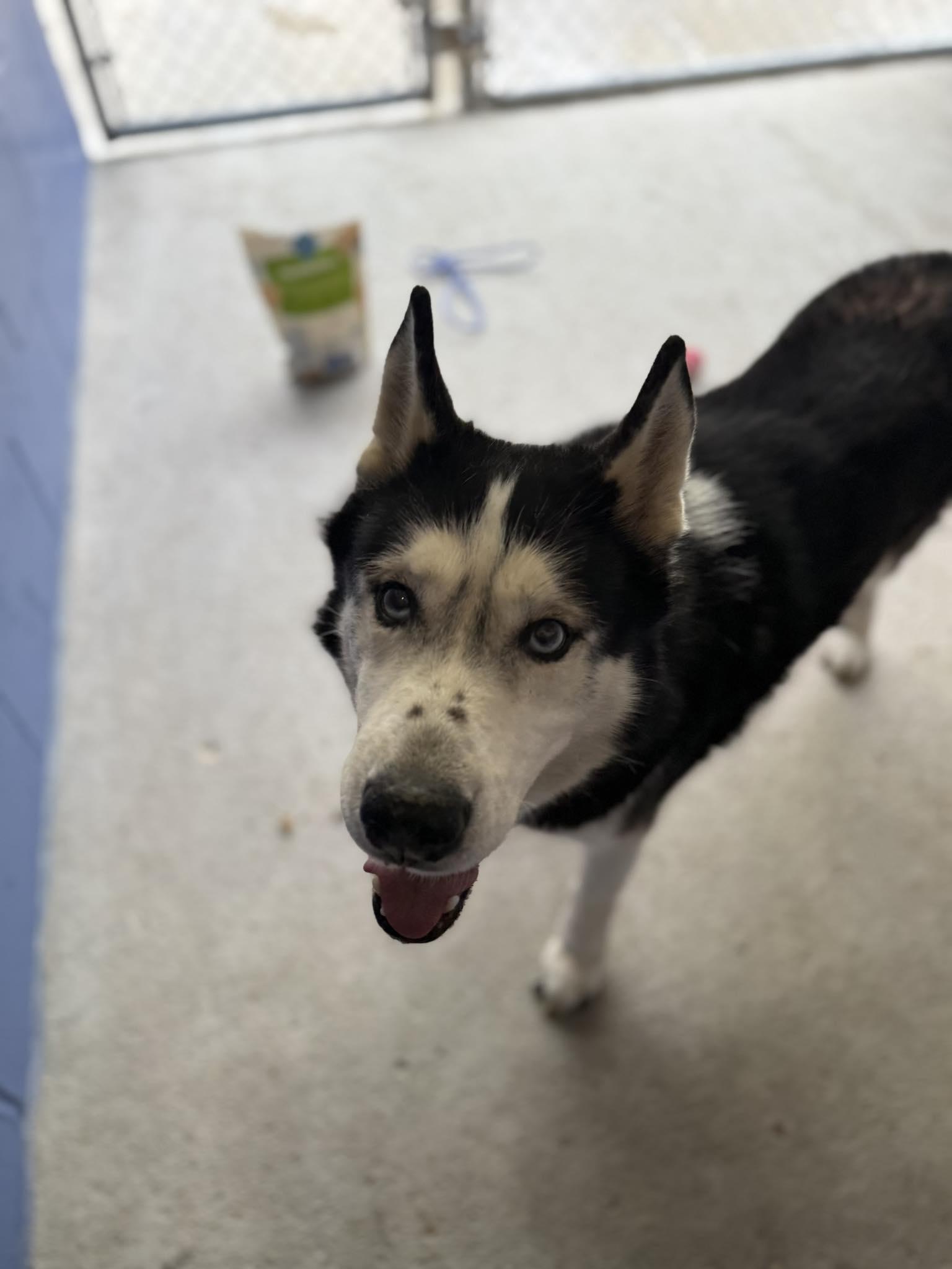 Brunoo, ADOPTABLE, Senior Male Husky.