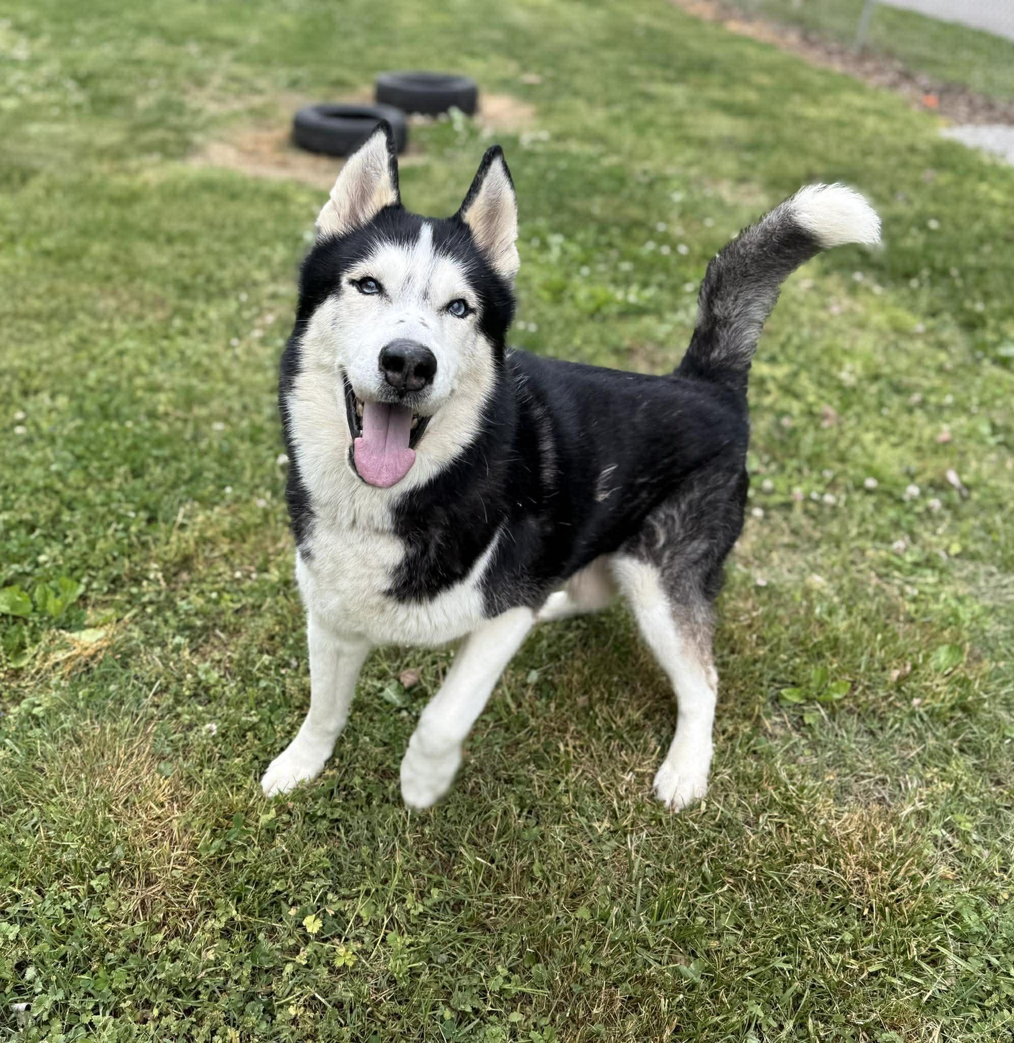Enlarge Brunoo, a ADOPTABLE Husky in Leitchfield, KY image 2/6
