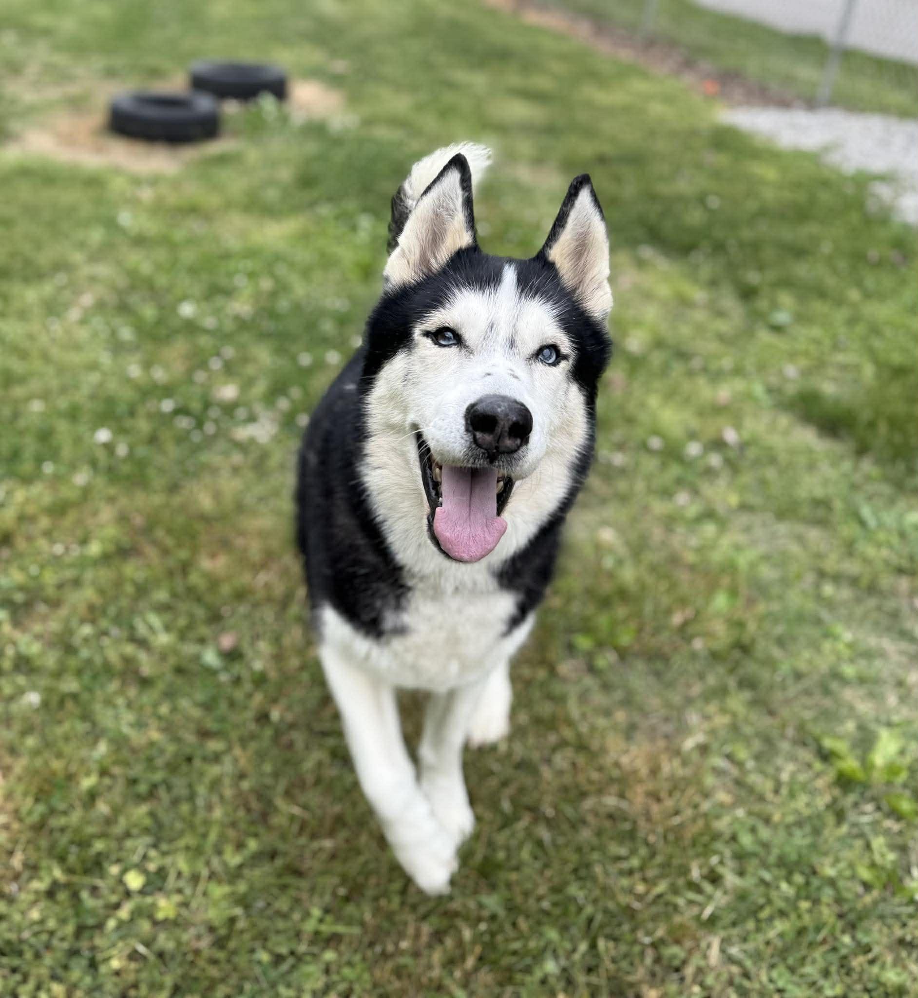 Enlarge Brunoo, a ADOPTABLE Husky in Leitchfield, KY image 3/6