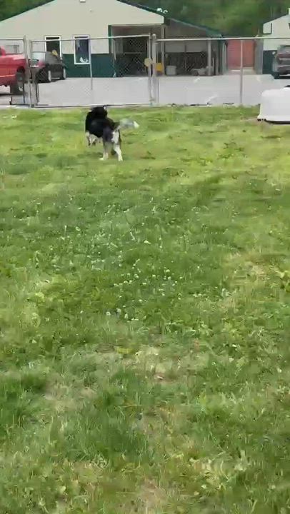 Enlarge Brunoo, a ADOPTABLE Husky in Leitchfield, KY video 5/6