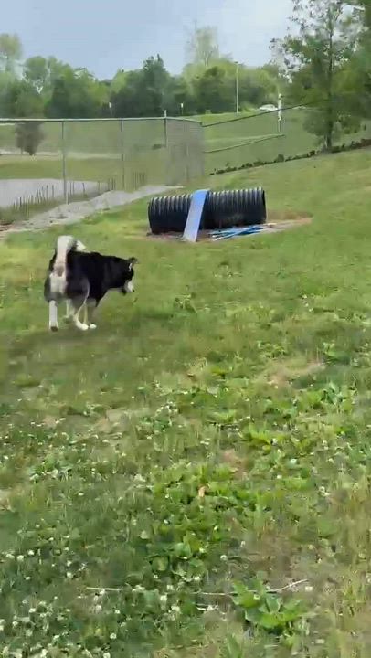 Enlarge Brunoo, a ADOPTABLE Husky in Leitchfield, KY video 6/6