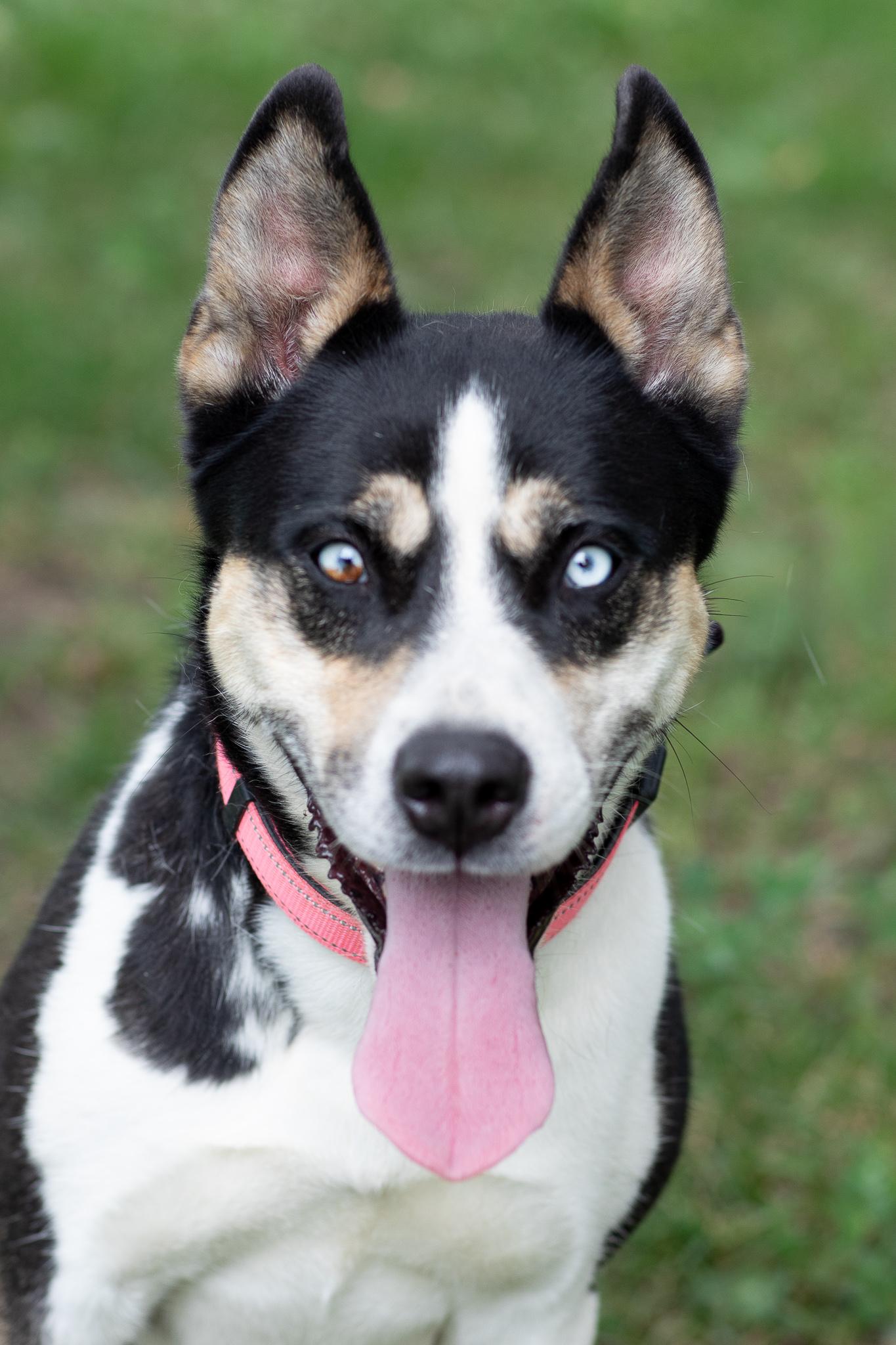 Sydney, a Adoptable mixed breed in Farmington, MN image 4/6