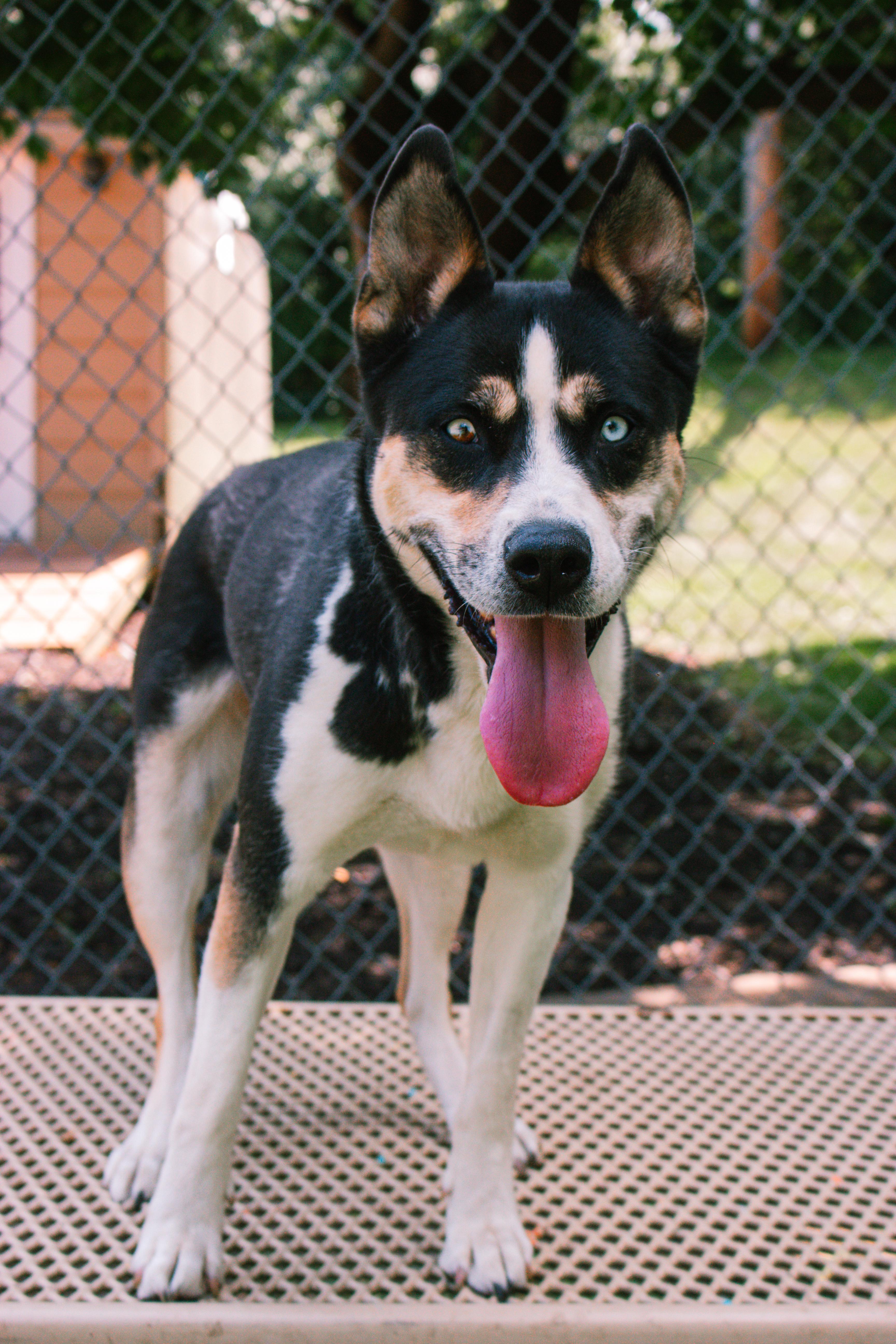 Sydney, a Adoptable mixed breed in Farmington, MN image 2/5