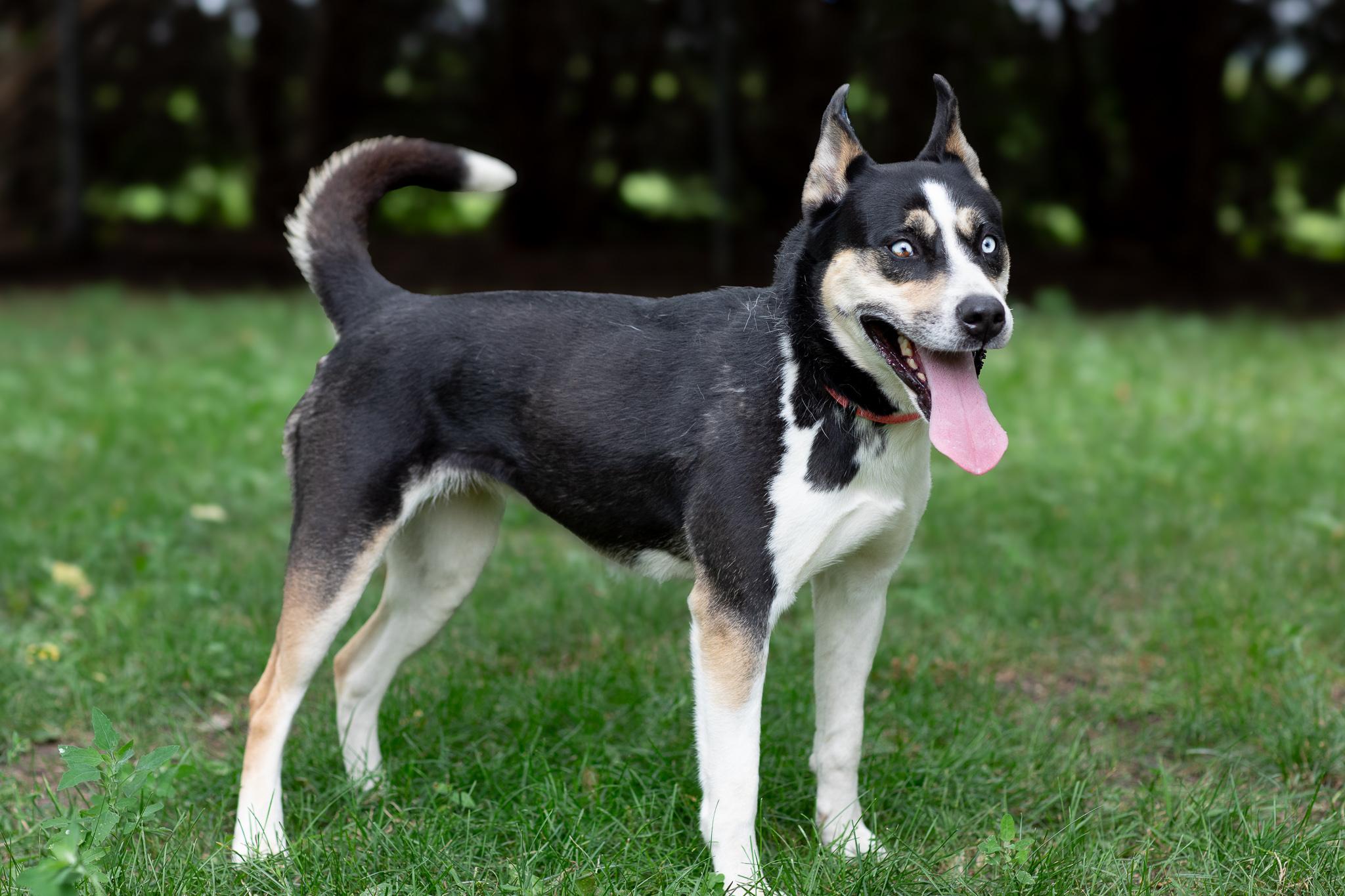 Sydney, a Adoptable mixed breed in Farmington, MN image 3/6