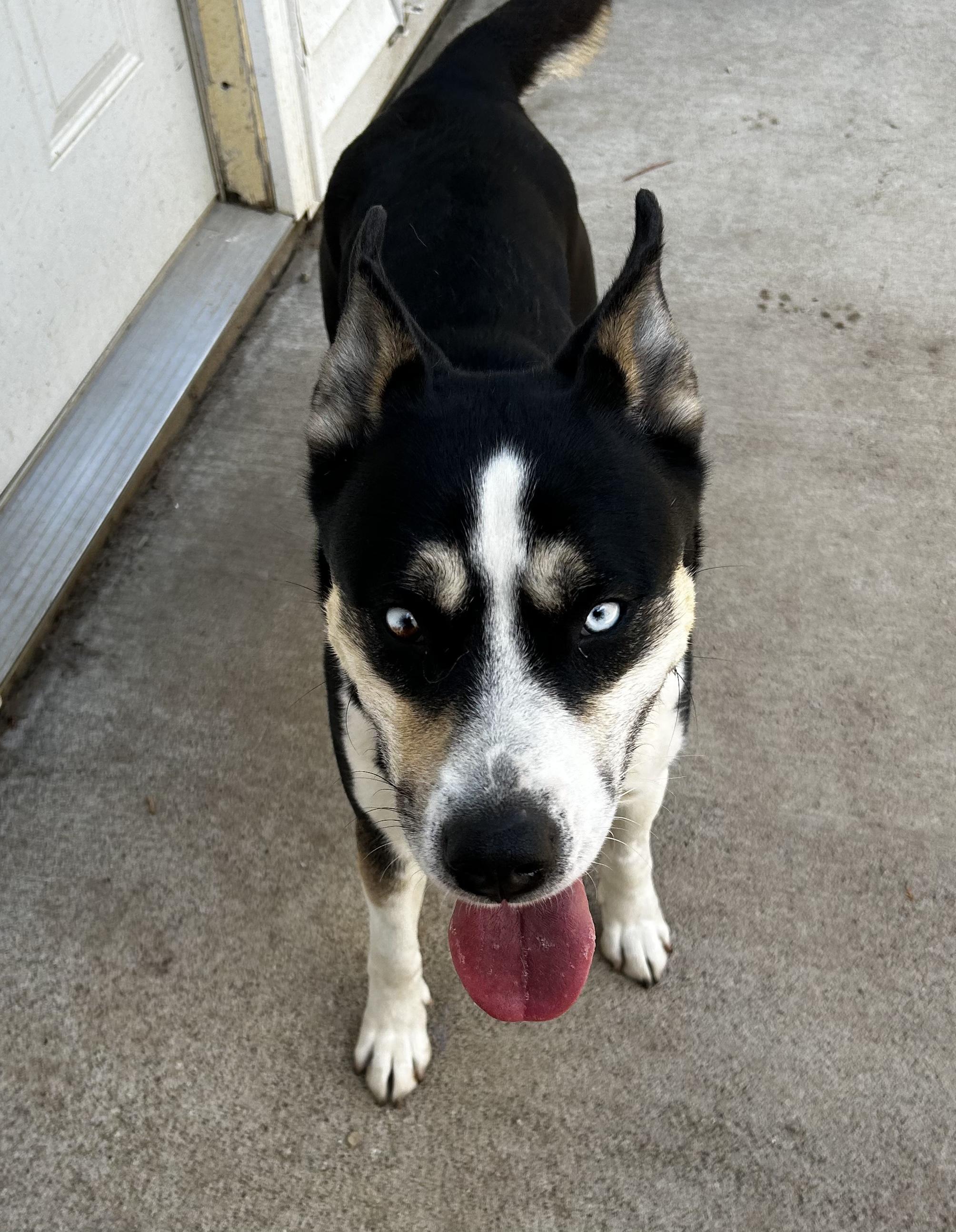 Sydney, a Adoptable mixed breed in Farmington, MN image 3/4