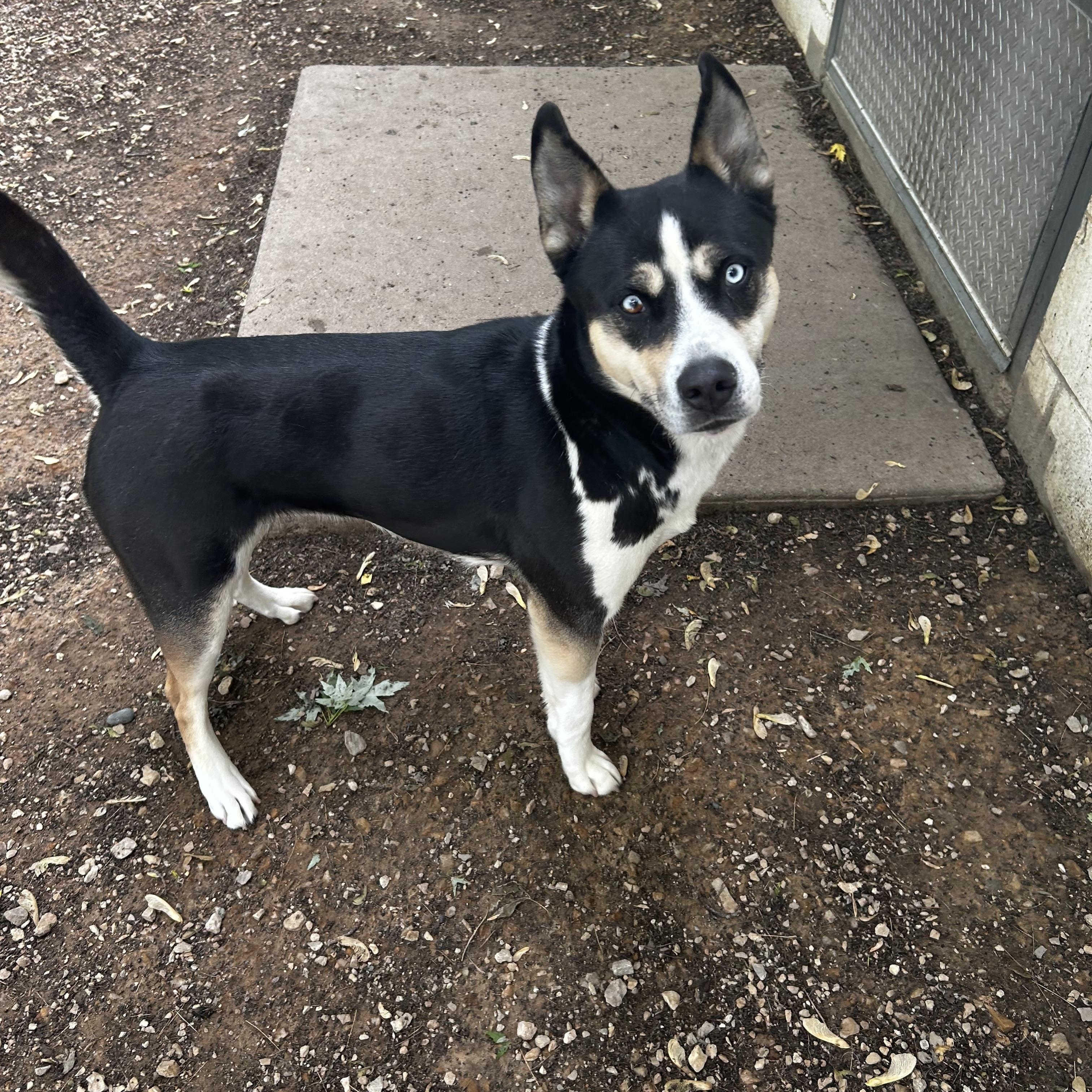 Sydney, a Adoptable mixed breed in Farmington, MN image 2/4