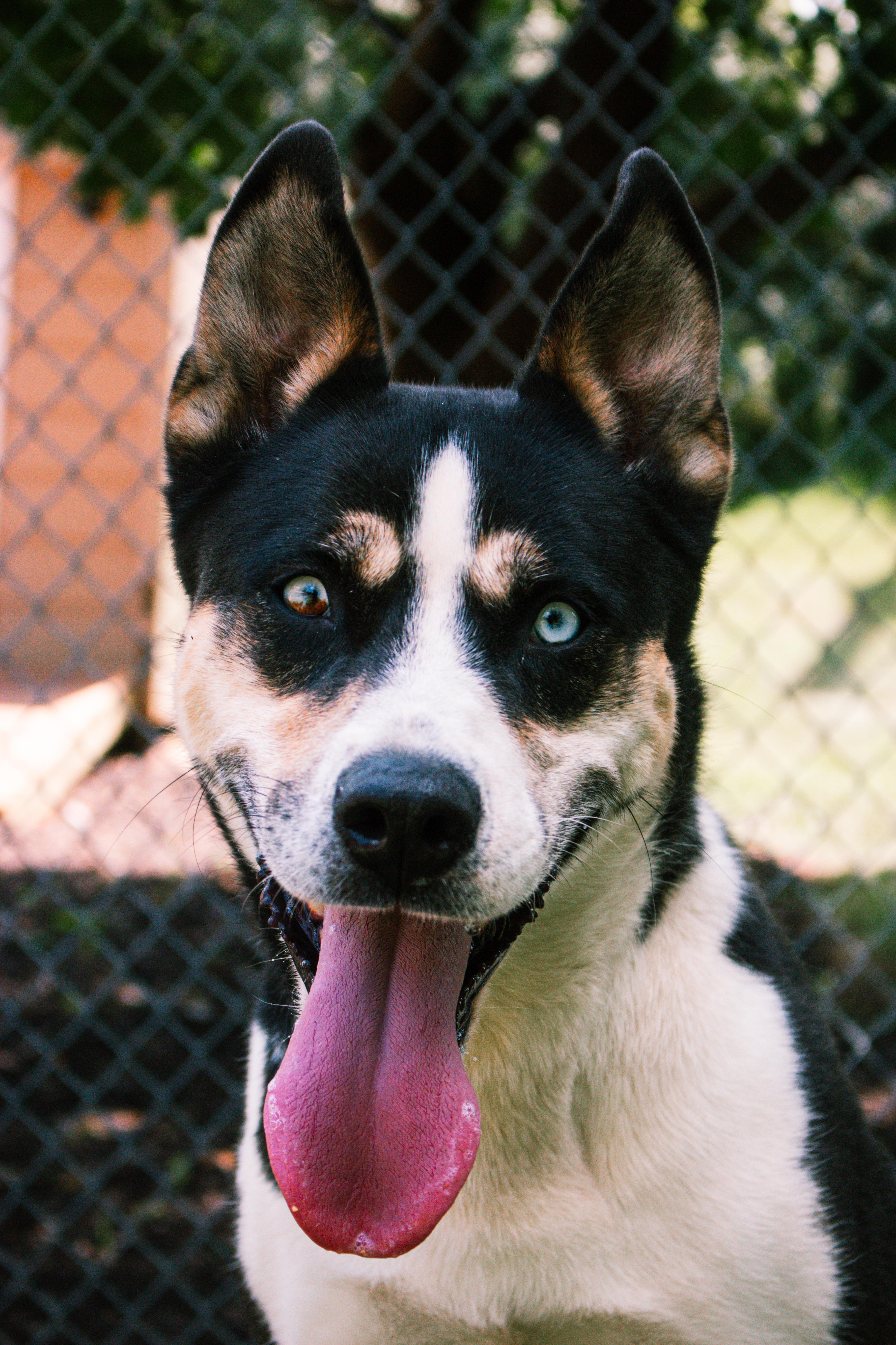 Sydney, a Adoptable mixed breed in Farmington, MN image 3/5