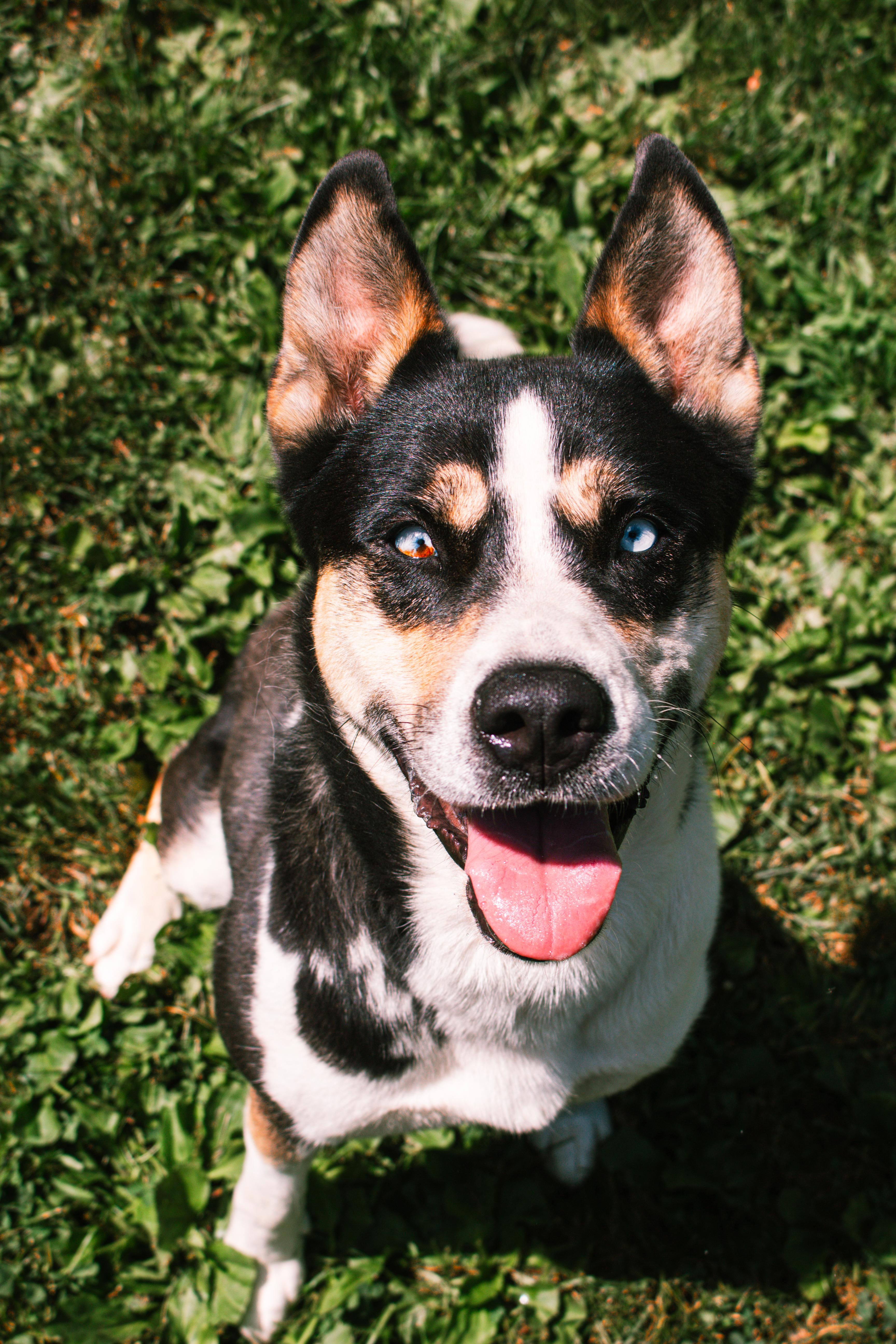 Sydney, Adoptable, Adult Female German Shepherd Dog & Husky.