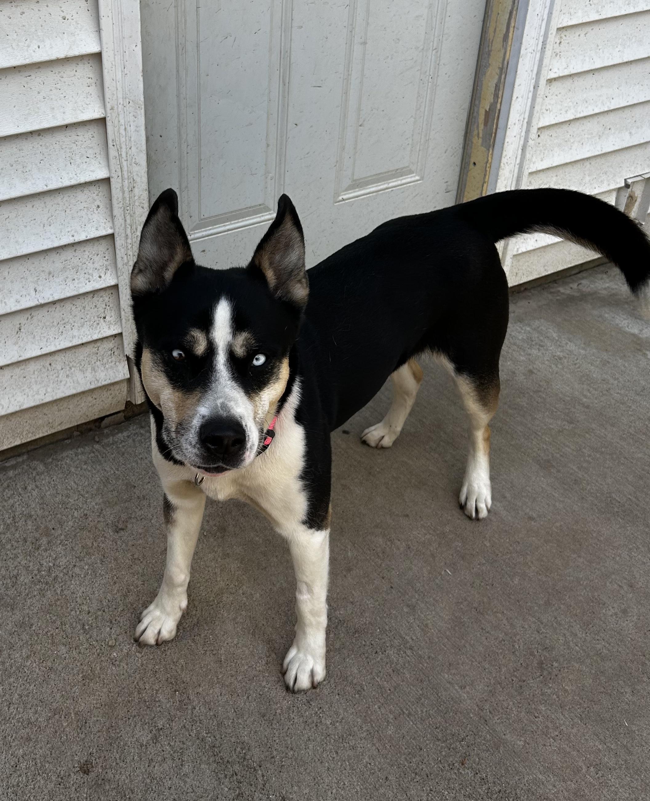 Sydney, Adoptable, Adult Female German Shepherd Dog & Husky.