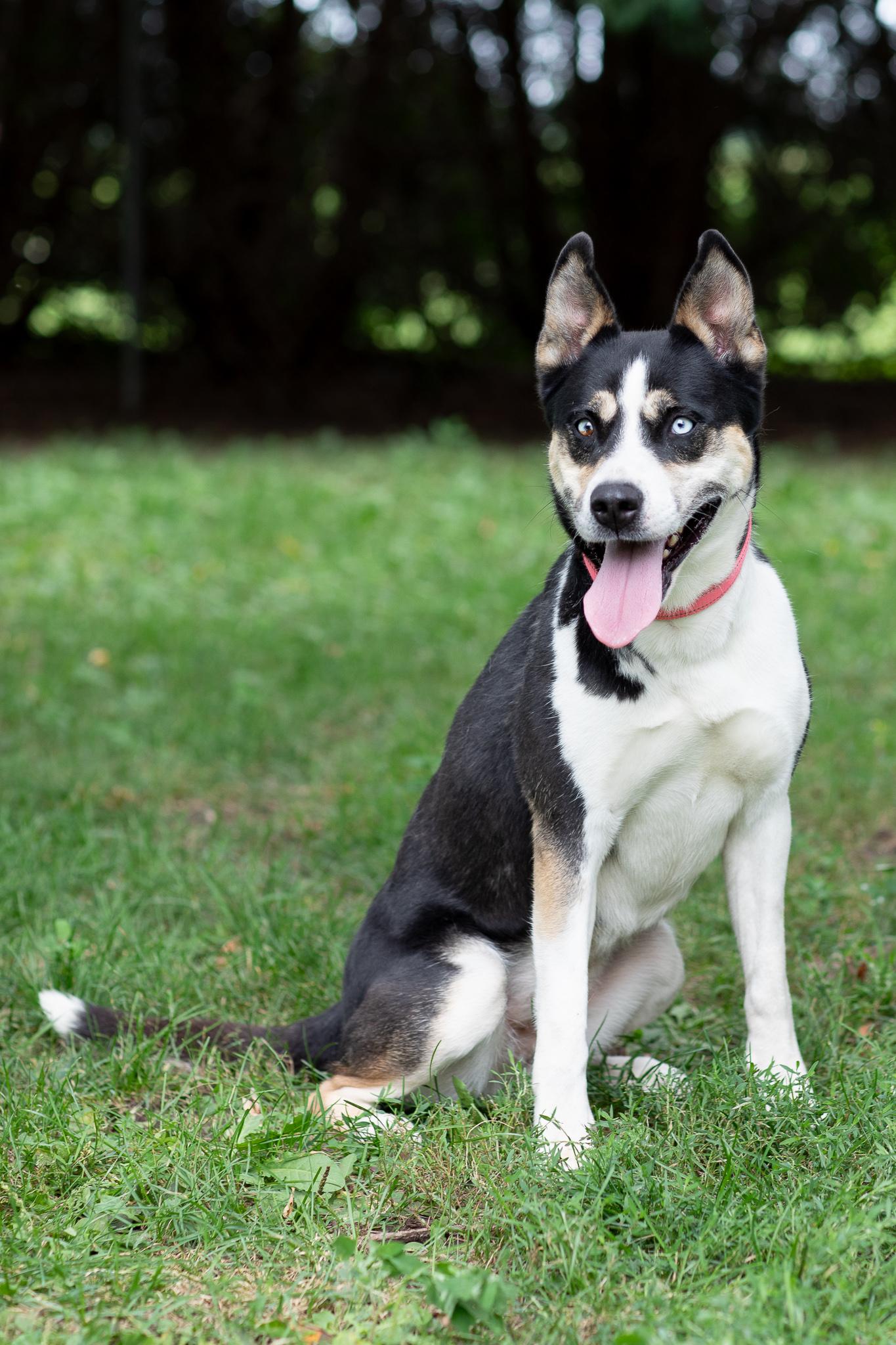 Sydney, Adoptable, Adult Female German Shepherd Dog & Husky.