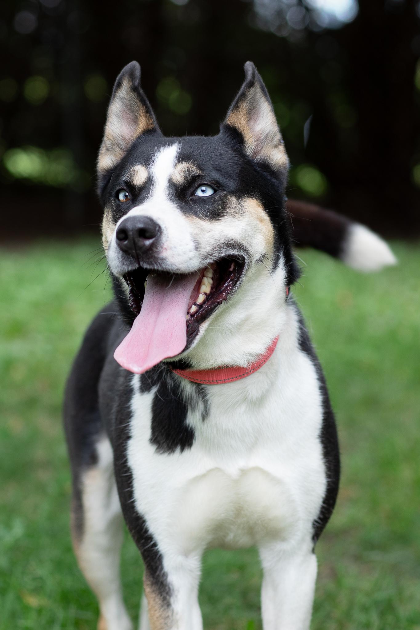 Sydney, a Adoptable mixed breed in Farmington, MN image 6/6