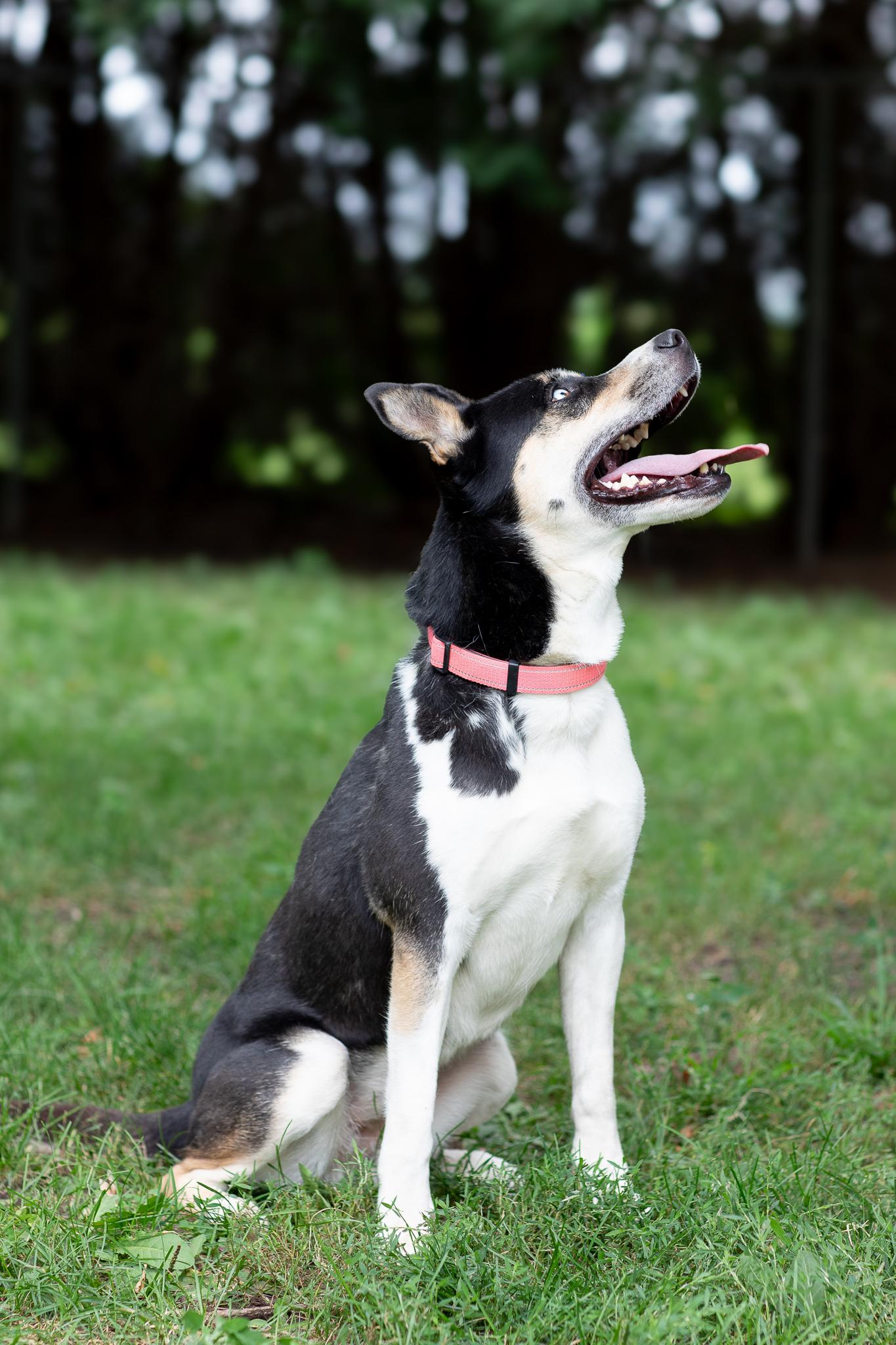Sydney, a Adoptable mixed breed in Farmington, MN image 2/6