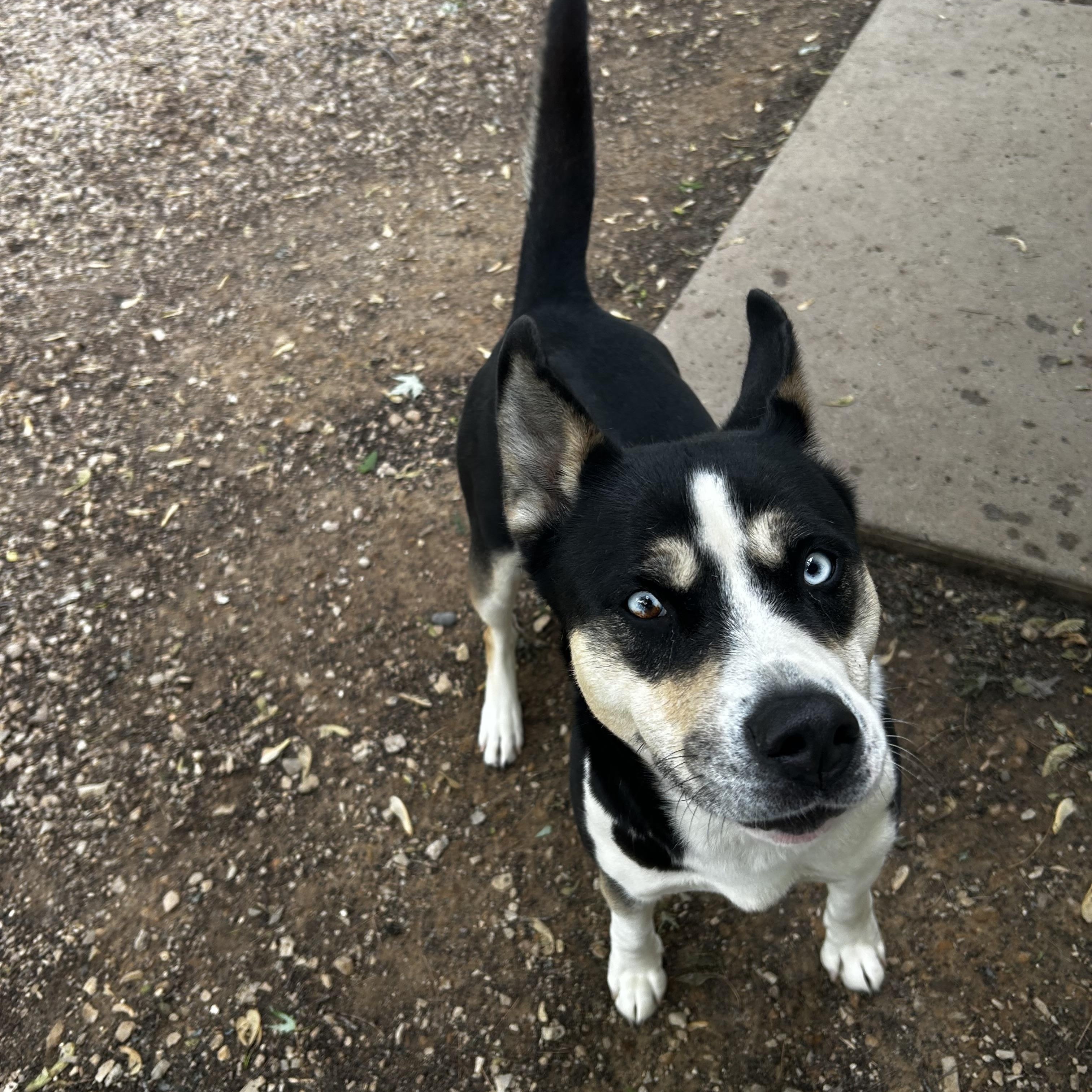 Sydney, a Adoptable mixed breed in Farmington, MN image 4/4