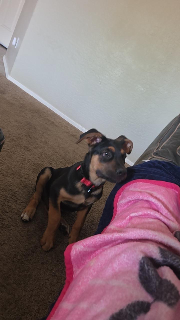 Koda, Adopted, Young Male Australian Shepherd.