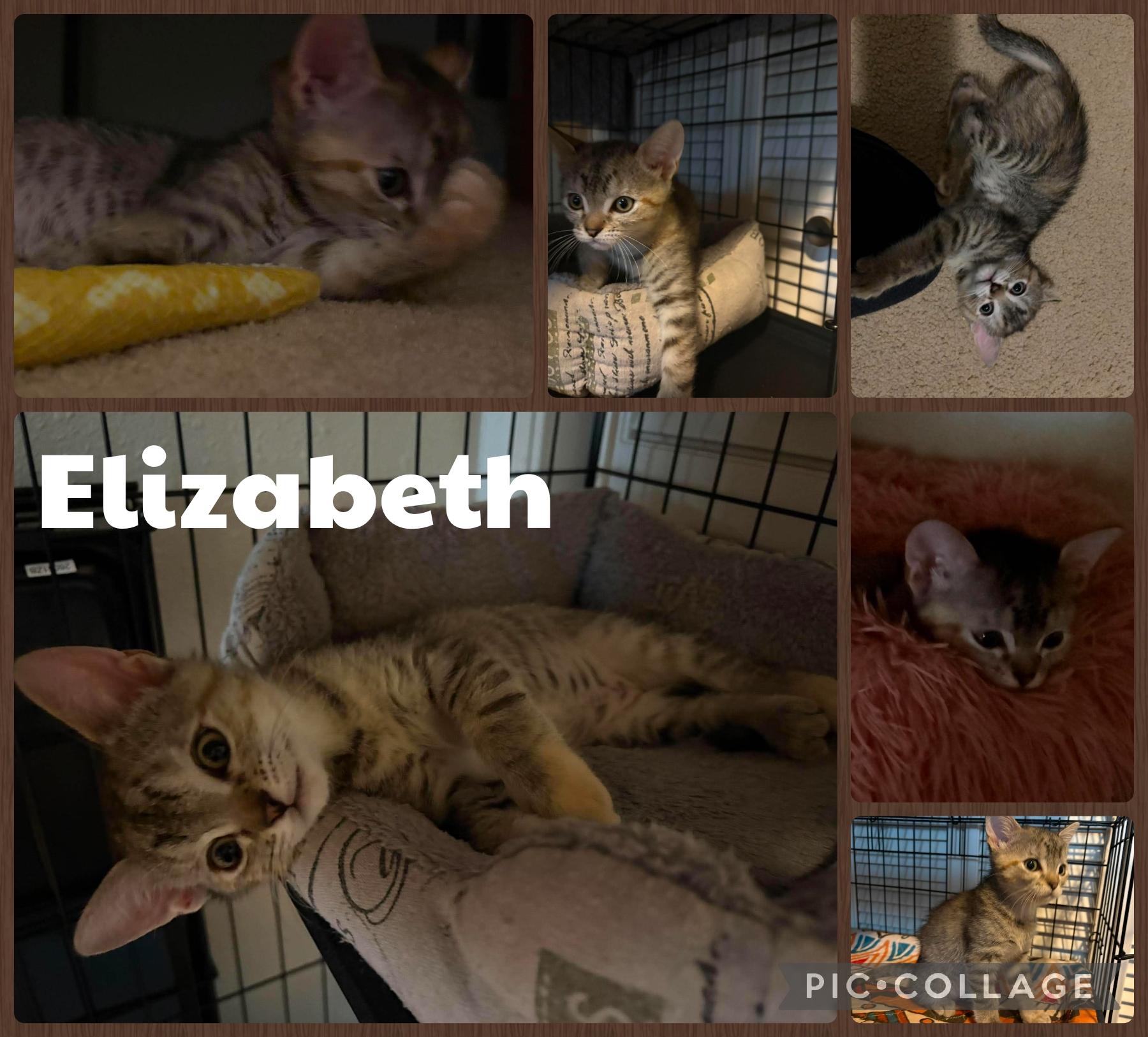Elizabeth, Adoptable, Kitten Female Domestic Short Hair.