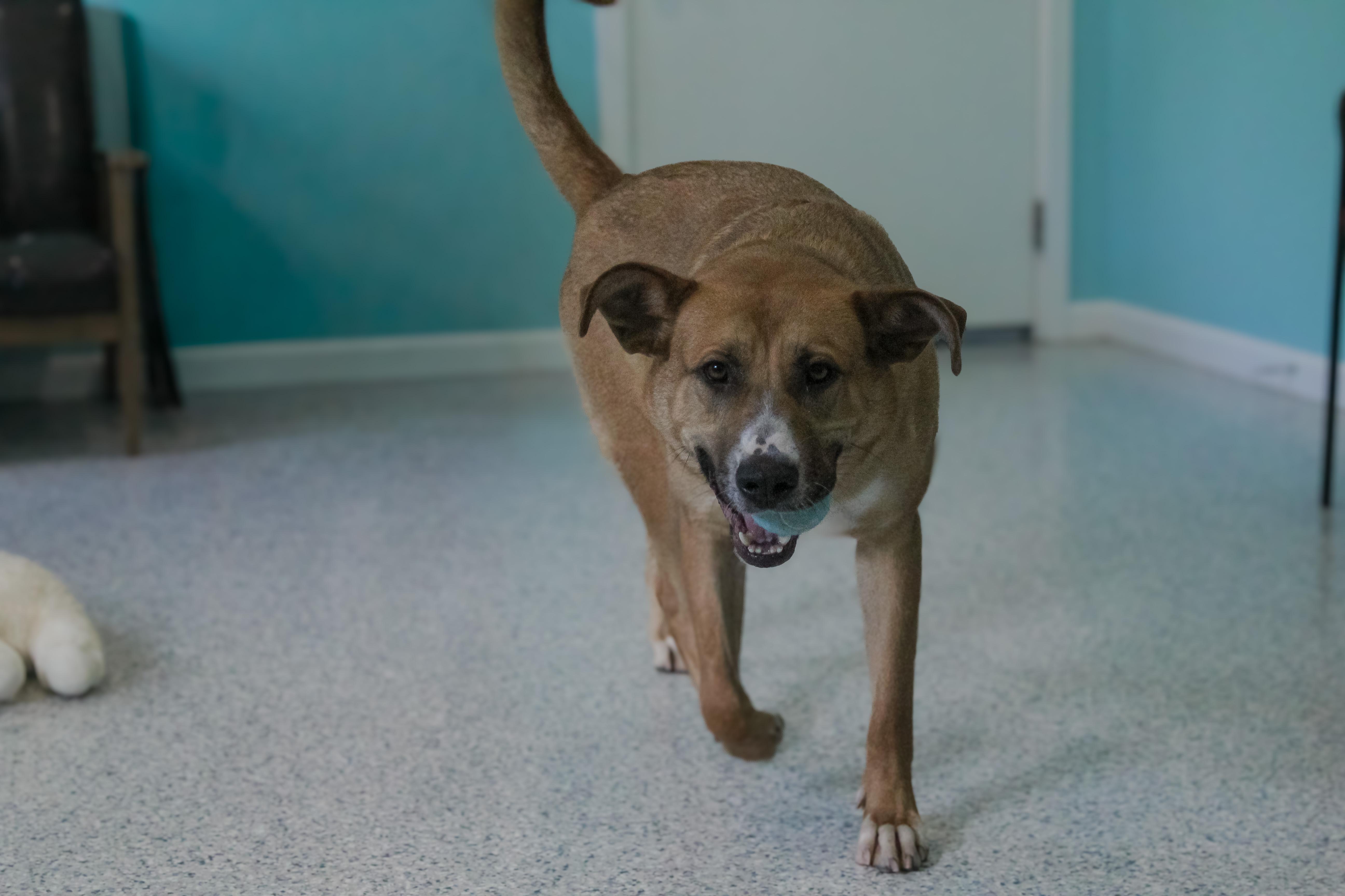 Hank, ADOPTABLE, Adult Male German Shepherd Dog.