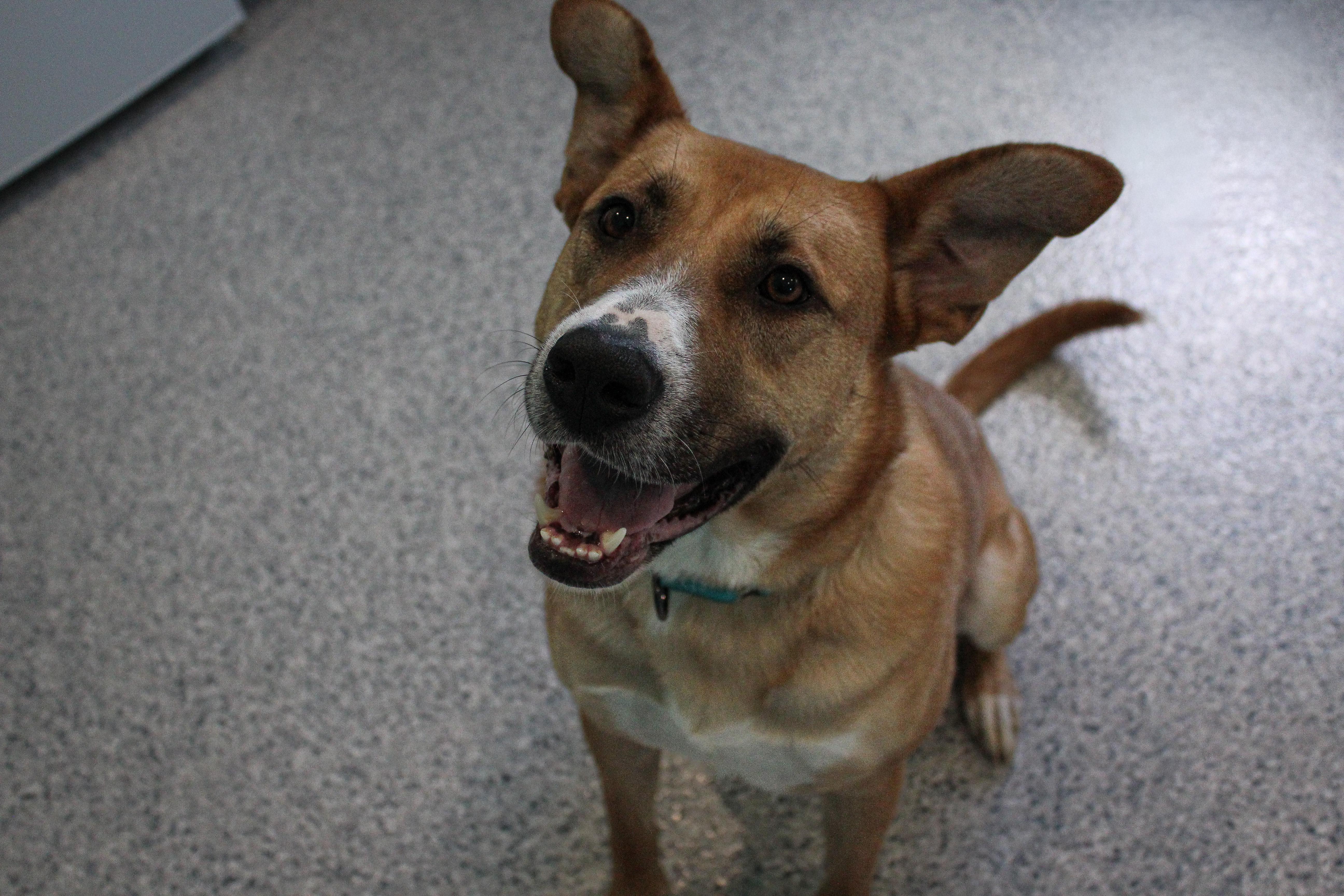 Hank, a ADOPTABLE mixed breed in Hutchinson, MN image 2/2