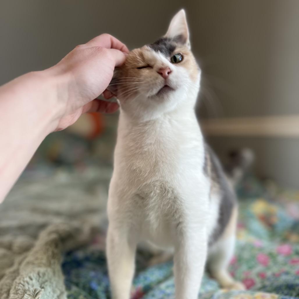 Enlarge Hallie, a Adoptable Domestic Short Hair in Kenosha, WI image 2/6