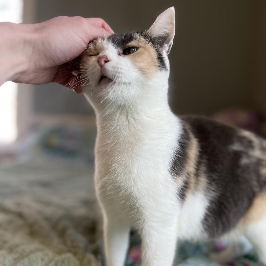 Enlarge Hallie, a Adoptable Domestic Short Hair in Kenosha, WI image 6/6
