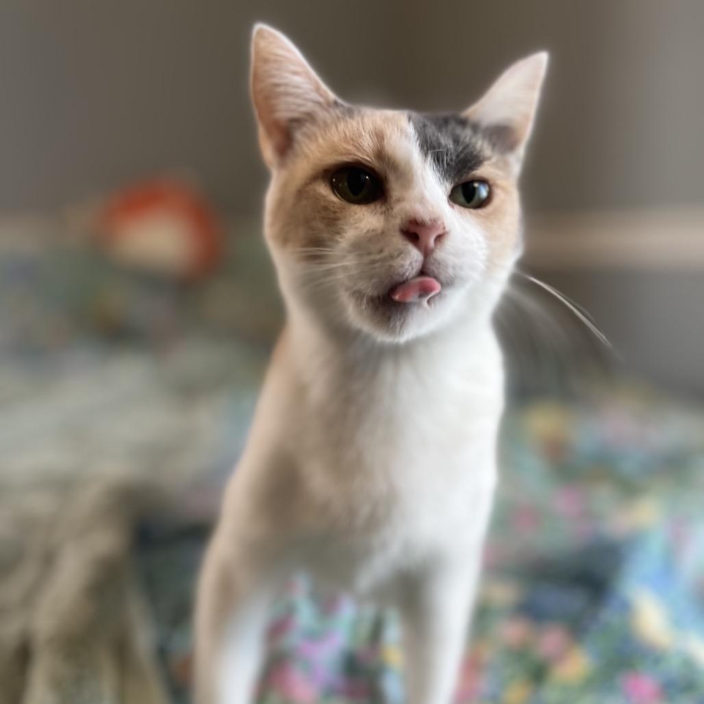 Enlarge Hallie, a Adoptable Domestic Short Hair in Kenosha, WI image 1/6