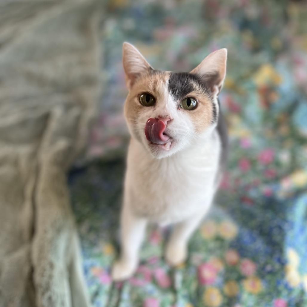 Enlarge Hallie, a Adoptable Domestic Short Hair in Kenosha, WI image 3/6