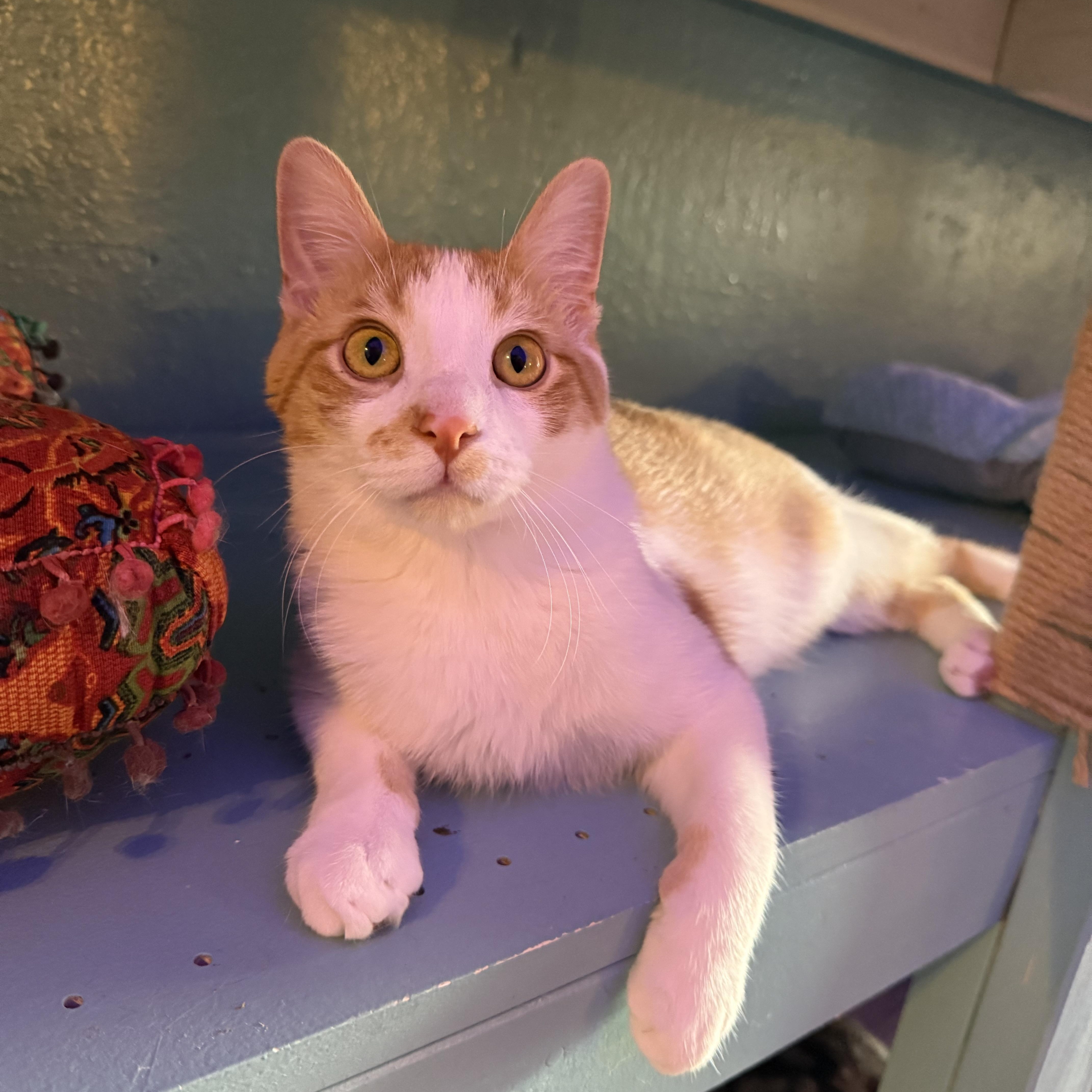 Pedro, Adoptable, Young Male Domestic Short Hair.