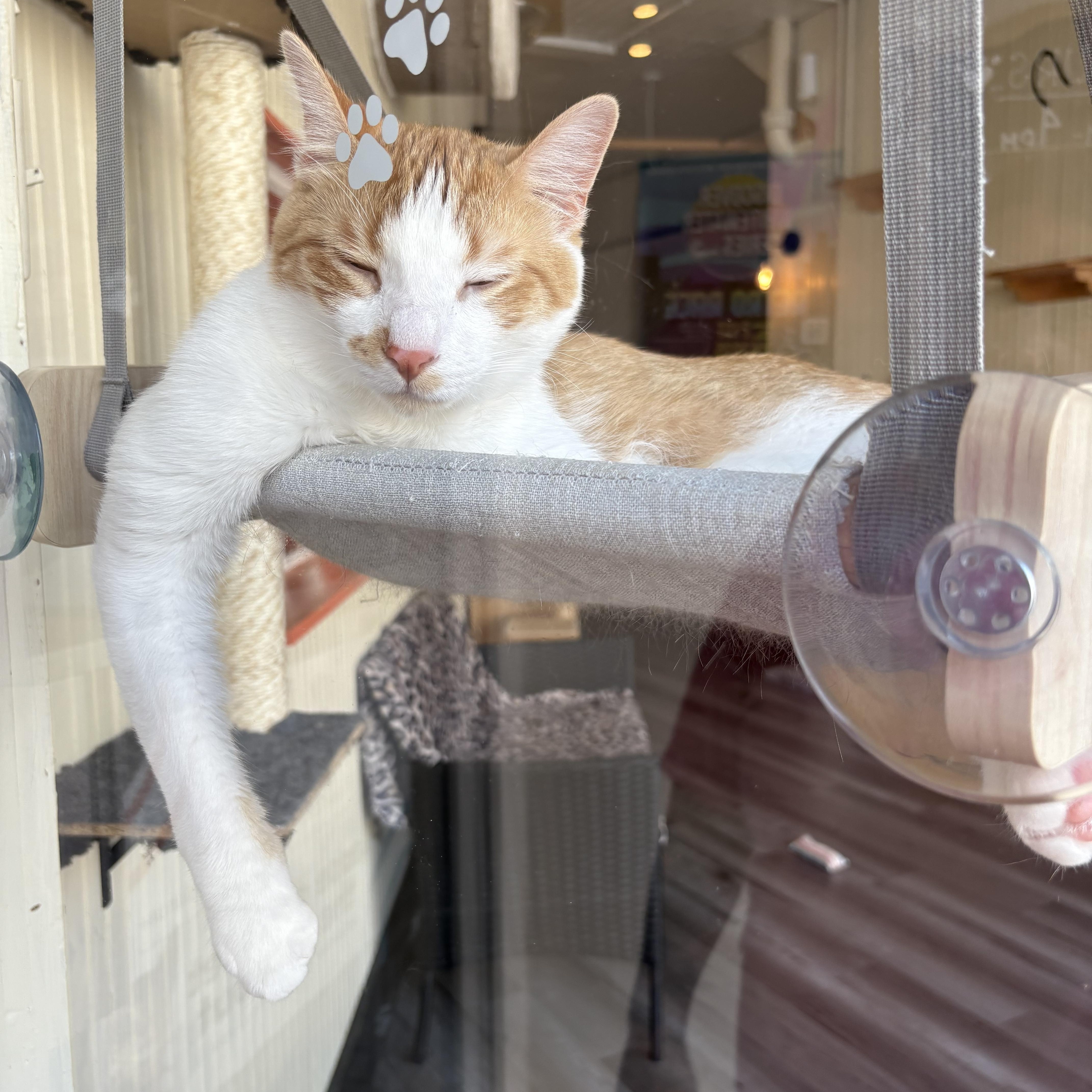 Enlarge Pedro, a Adoptable mixed breed in Whitewater, WI image 2/2