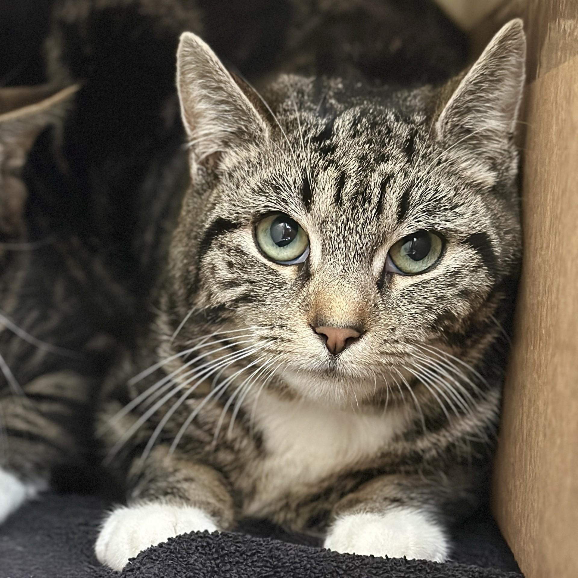 Chuckie Sue, ADOPTABLE, Adult Female Domestic Short Hair.