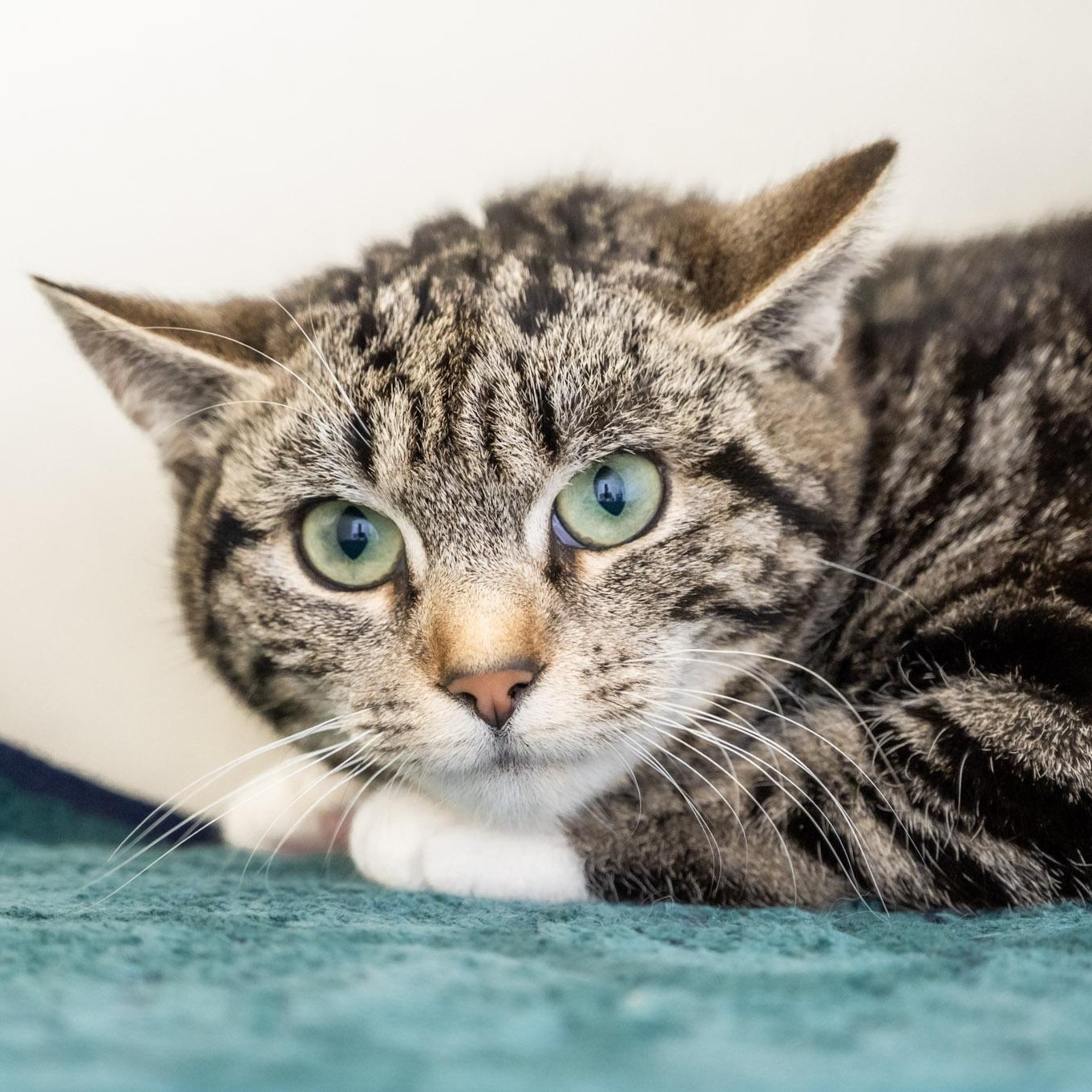 Enlarge Chuckie Sue, a ADOPTABLE Domestic Short Hair in Victor, NY image 3/4