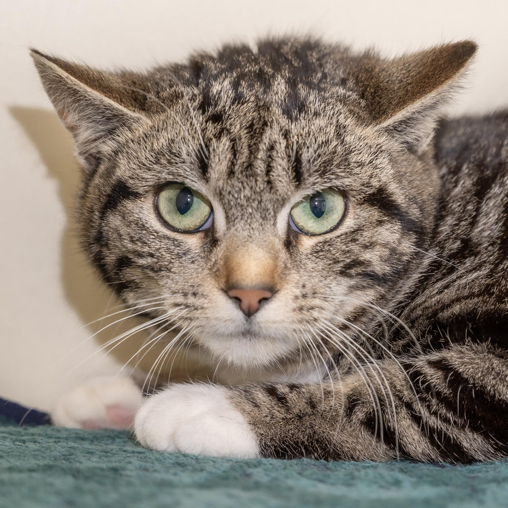 Enlarge Chuckie Sue, a ADOPTABLE Domestic Short Hair in Victor, NY image 4/4