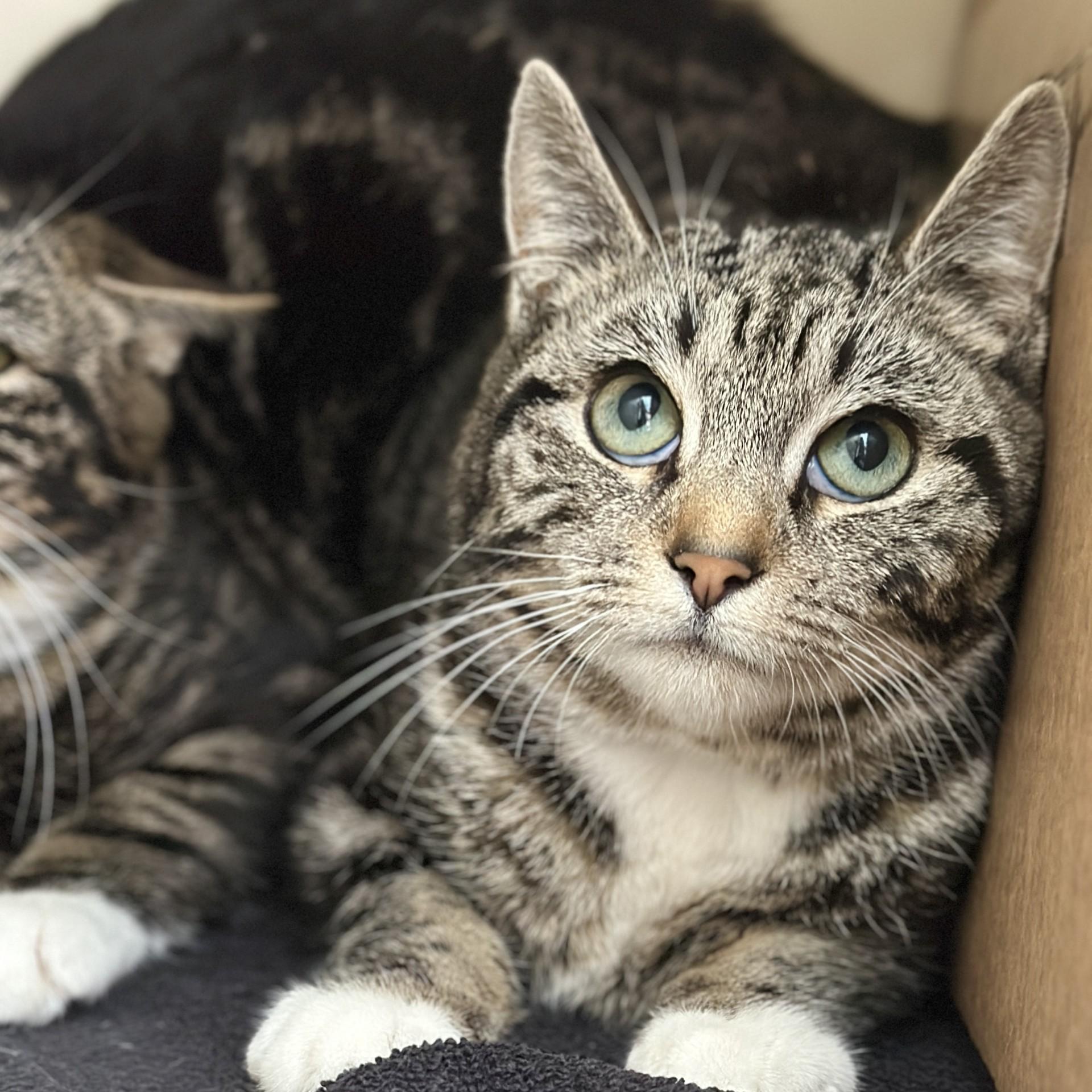 Enlarge Chuckie Sue, a ADOPTABLE Domestic Short Hair in Victor, NY image 2/4
