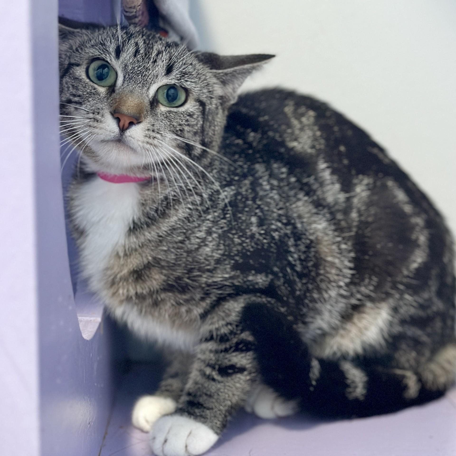 Enlarge Chuckie Sue, a ADOPTABLE Domestic Short Hair in Victor, NY image 6/6