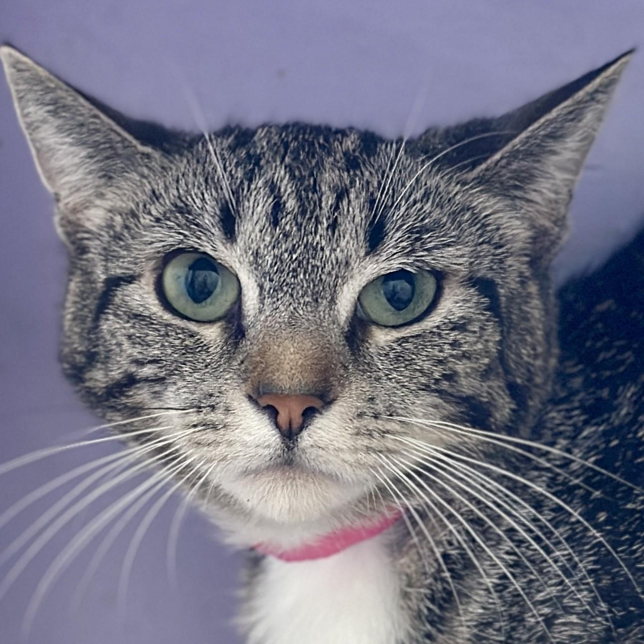 Chuckie Sue, ADOPTABLE, Adult Female Domestic Short Hair.