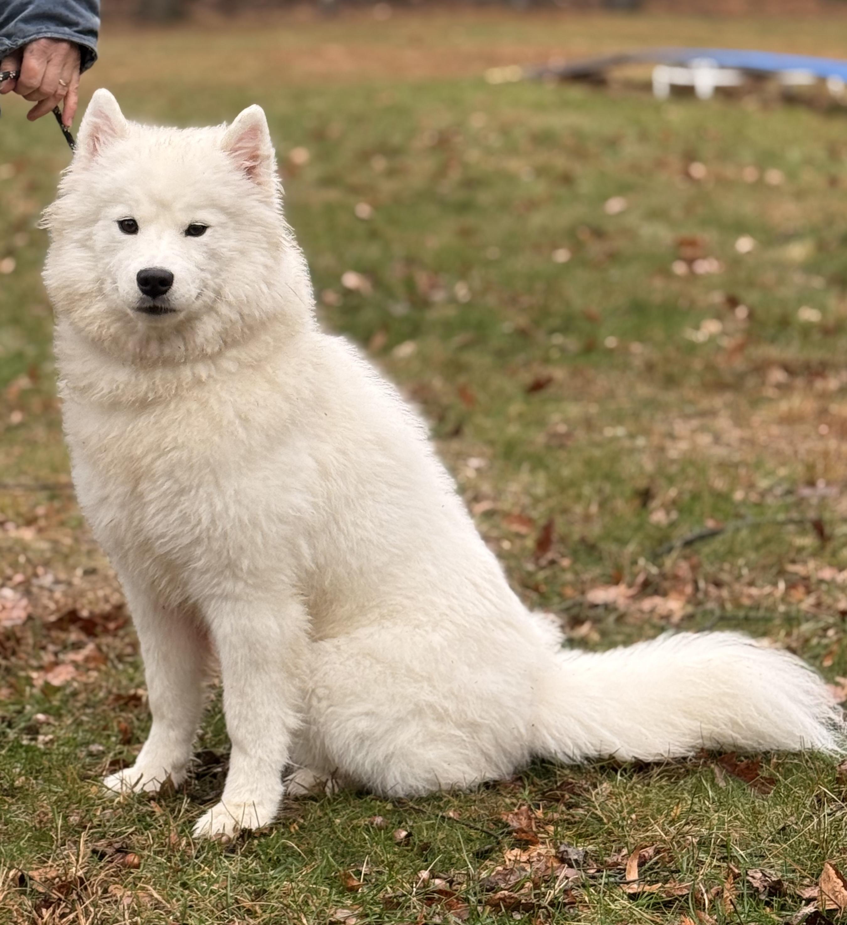 Lumi, Adoptable, Young Female Samoyed.