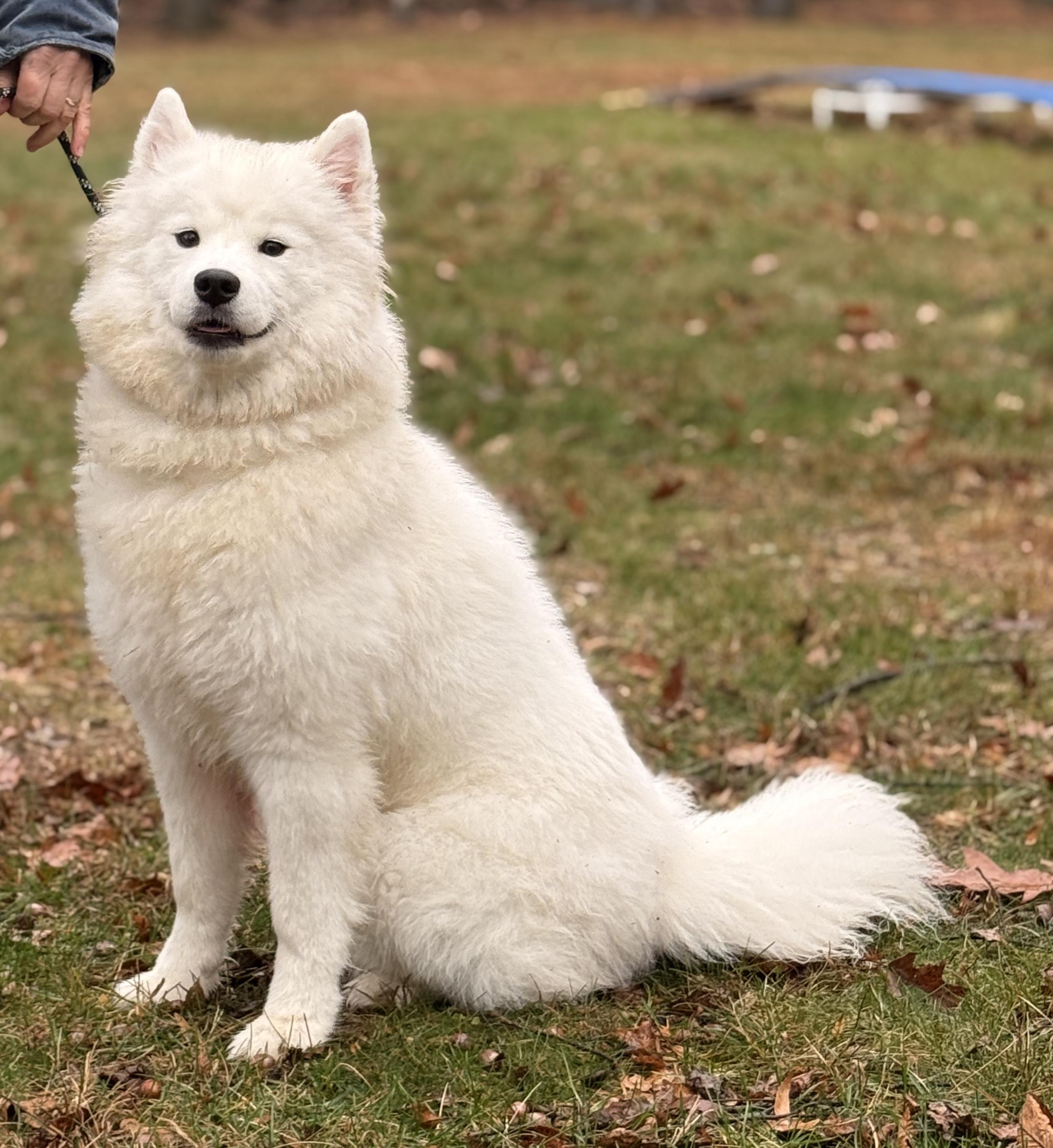 Lumi, an adoption pending Samoyed in Pottsville, PA image 2/3